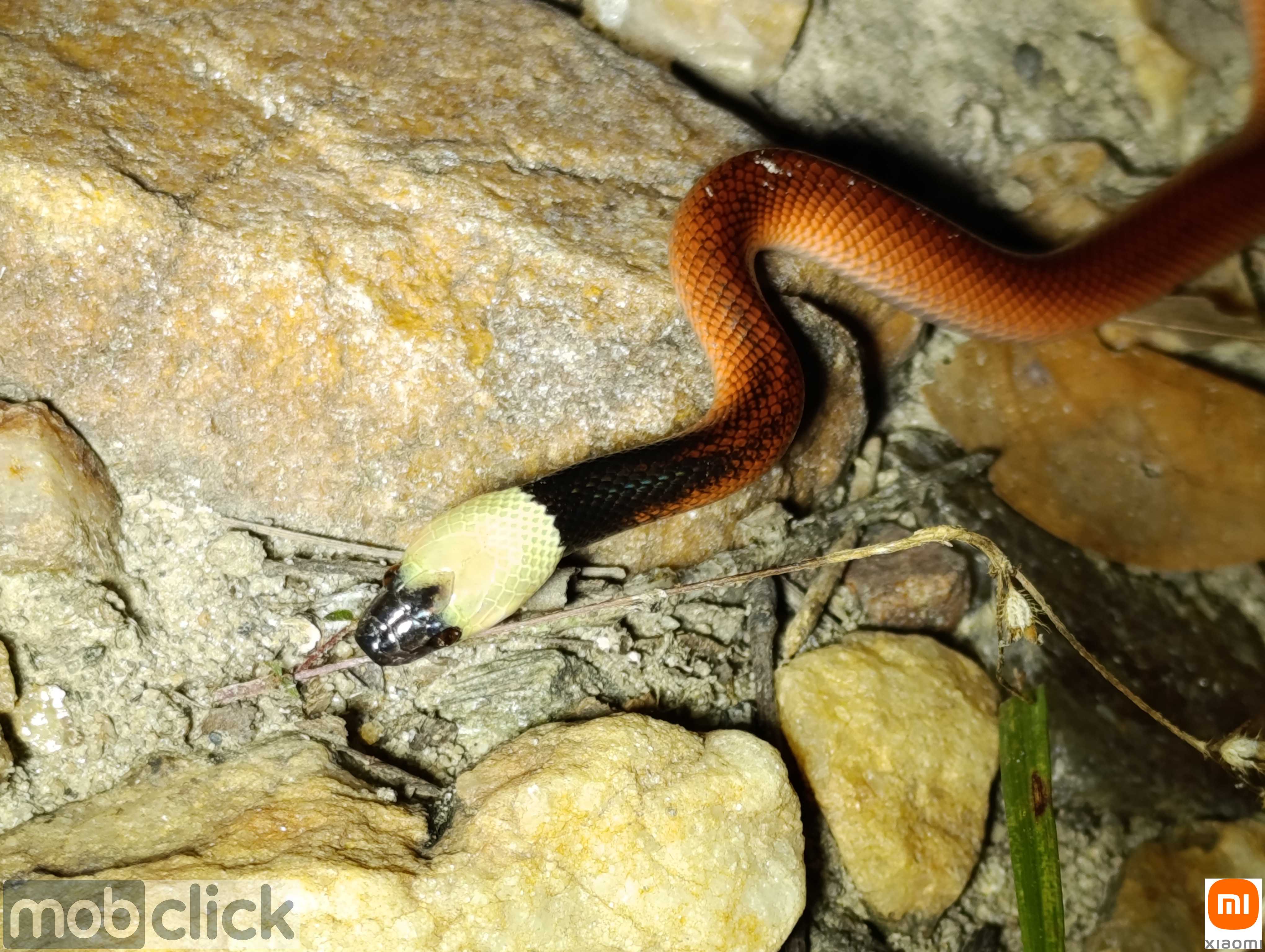 Cobra Mussurana Jovem