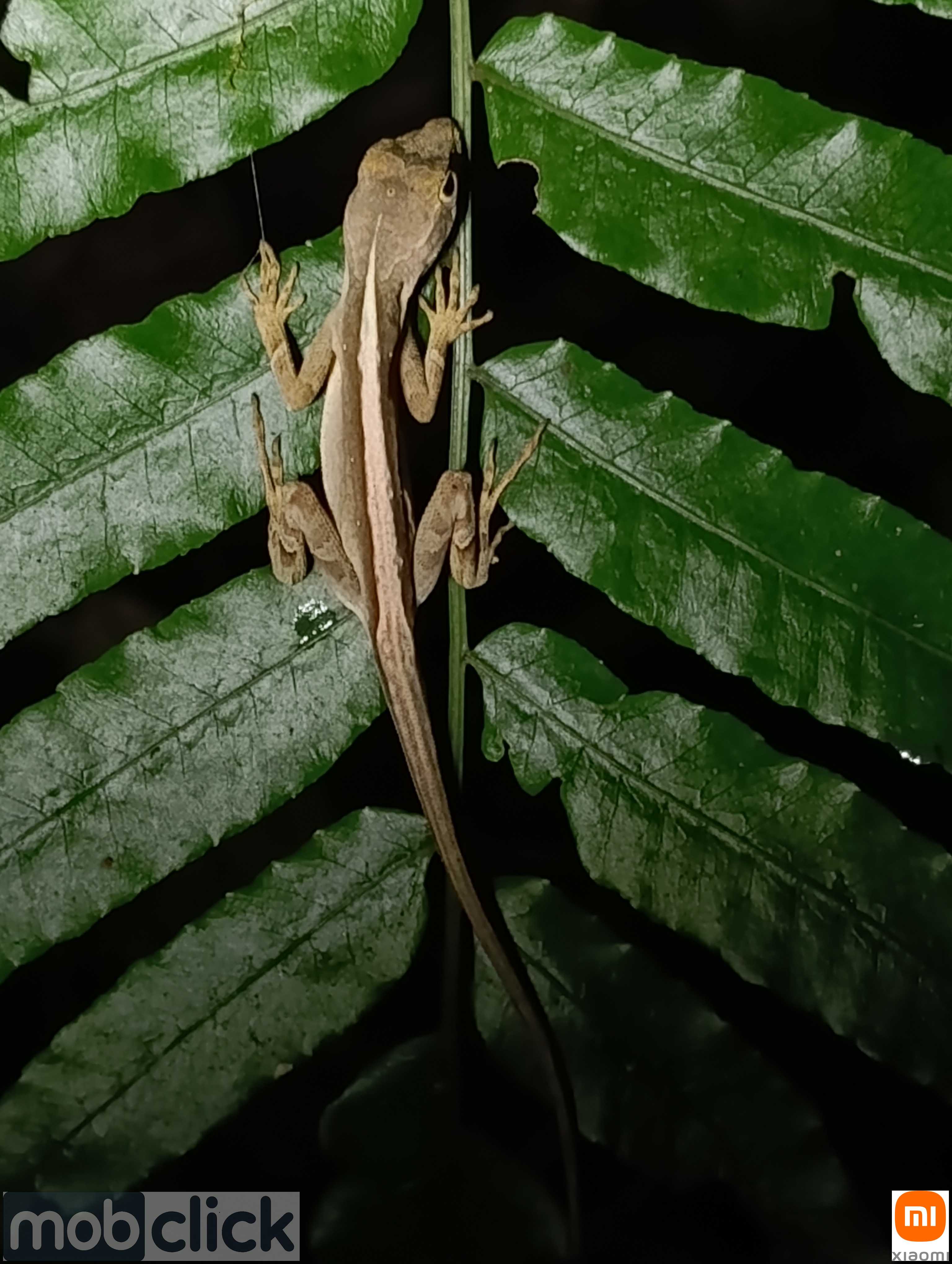 Anolis dormindo