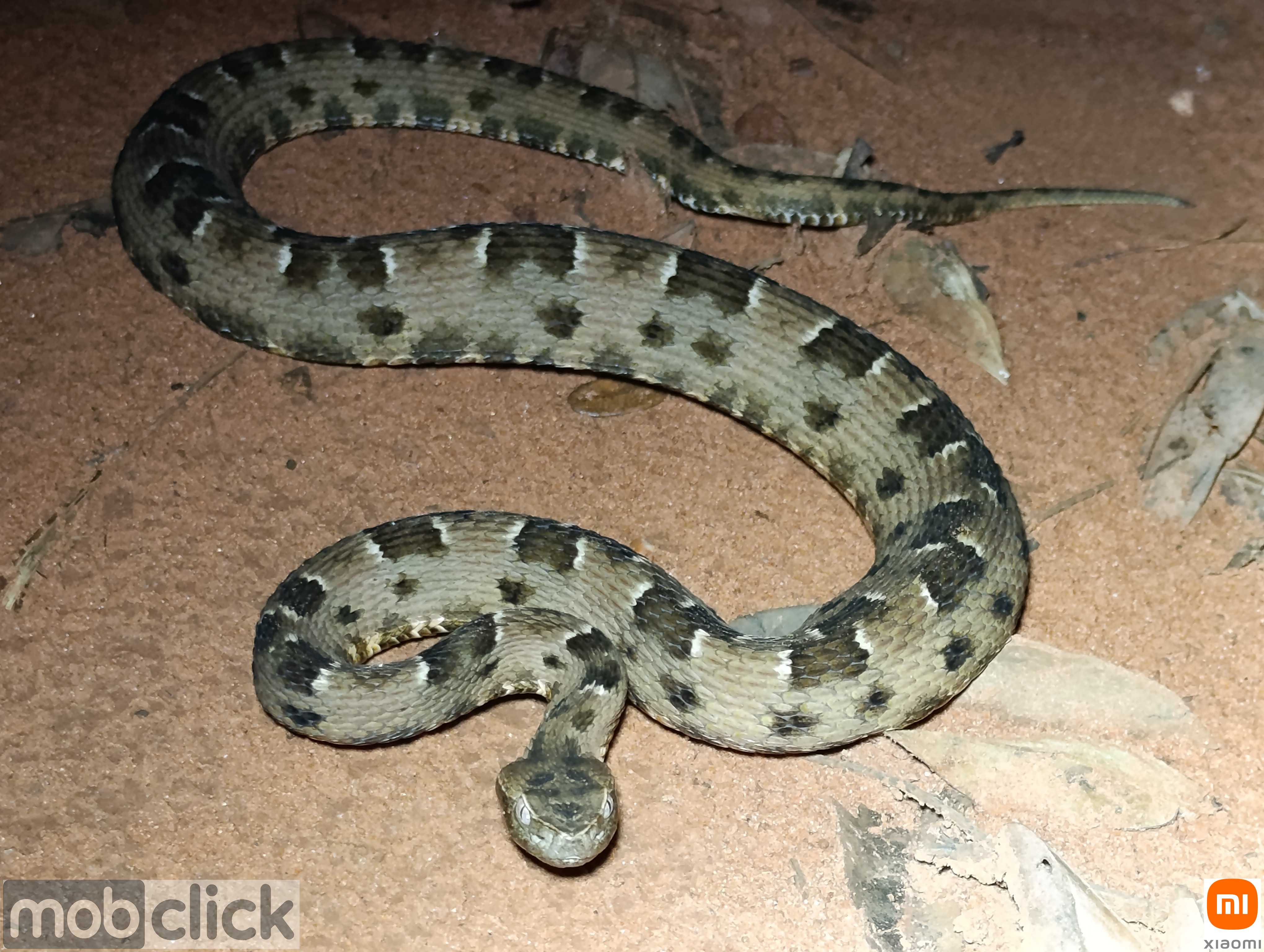 Boca-de-Sapo - Bothrops pauloensis
