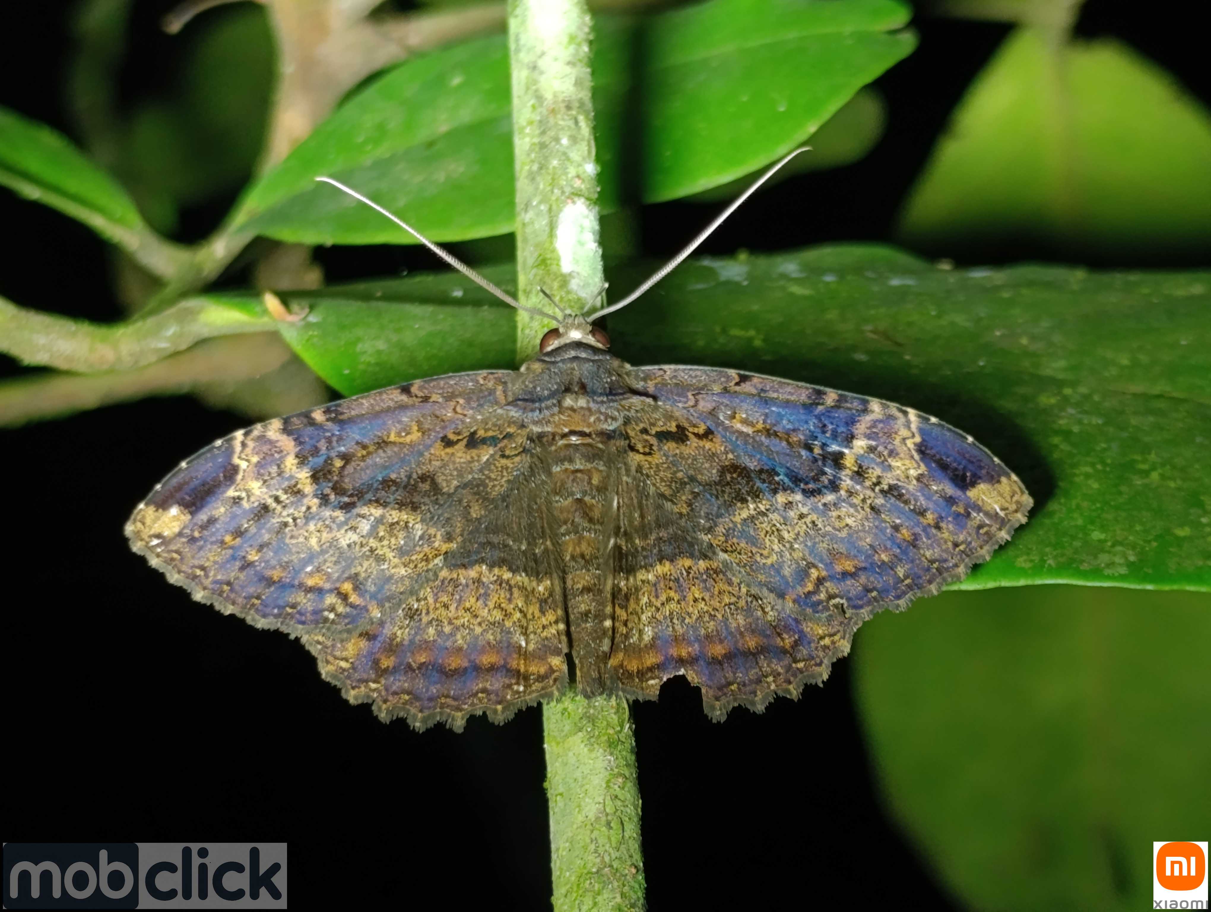 Mariposas do cerrado