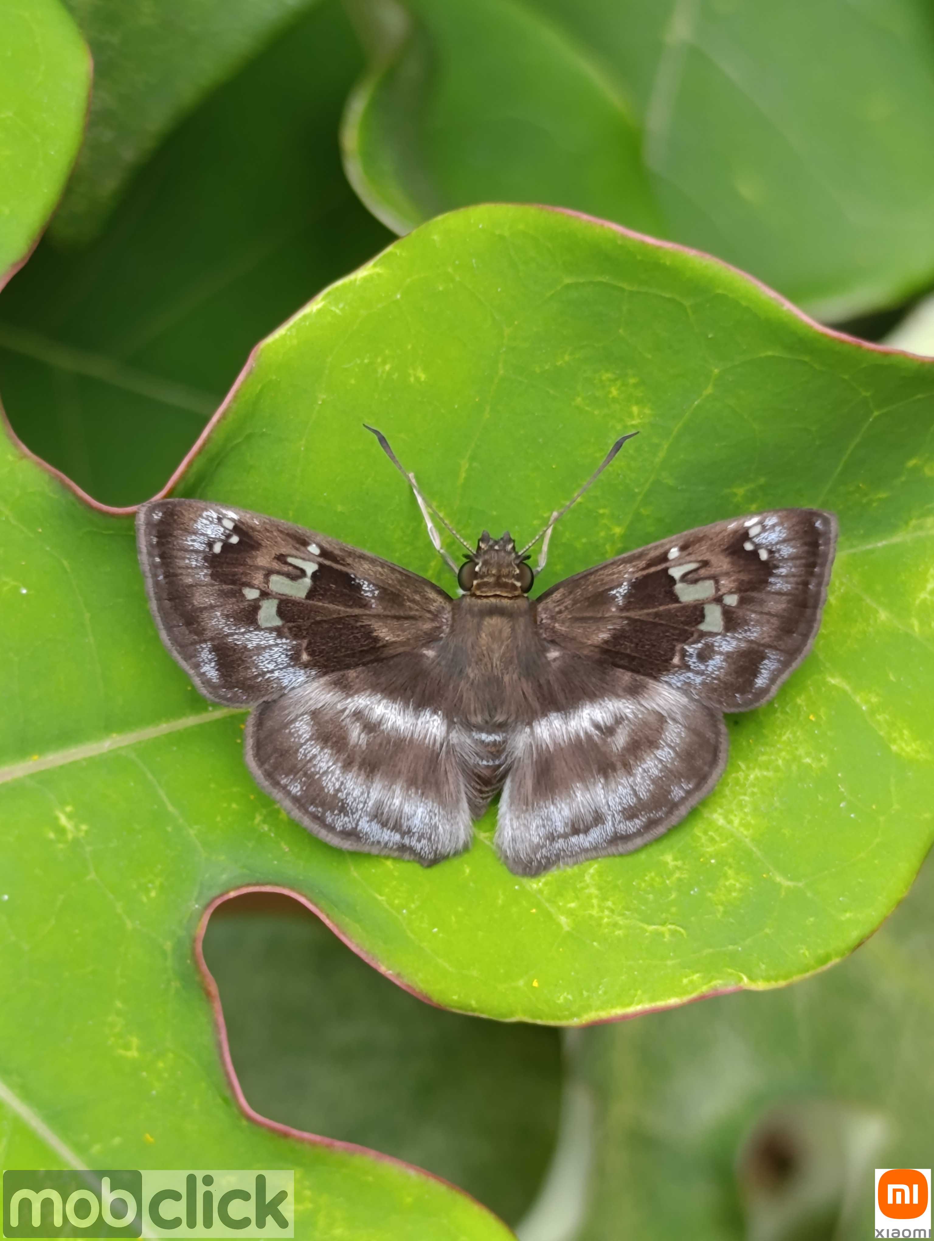 Borboletas do Cerrado
