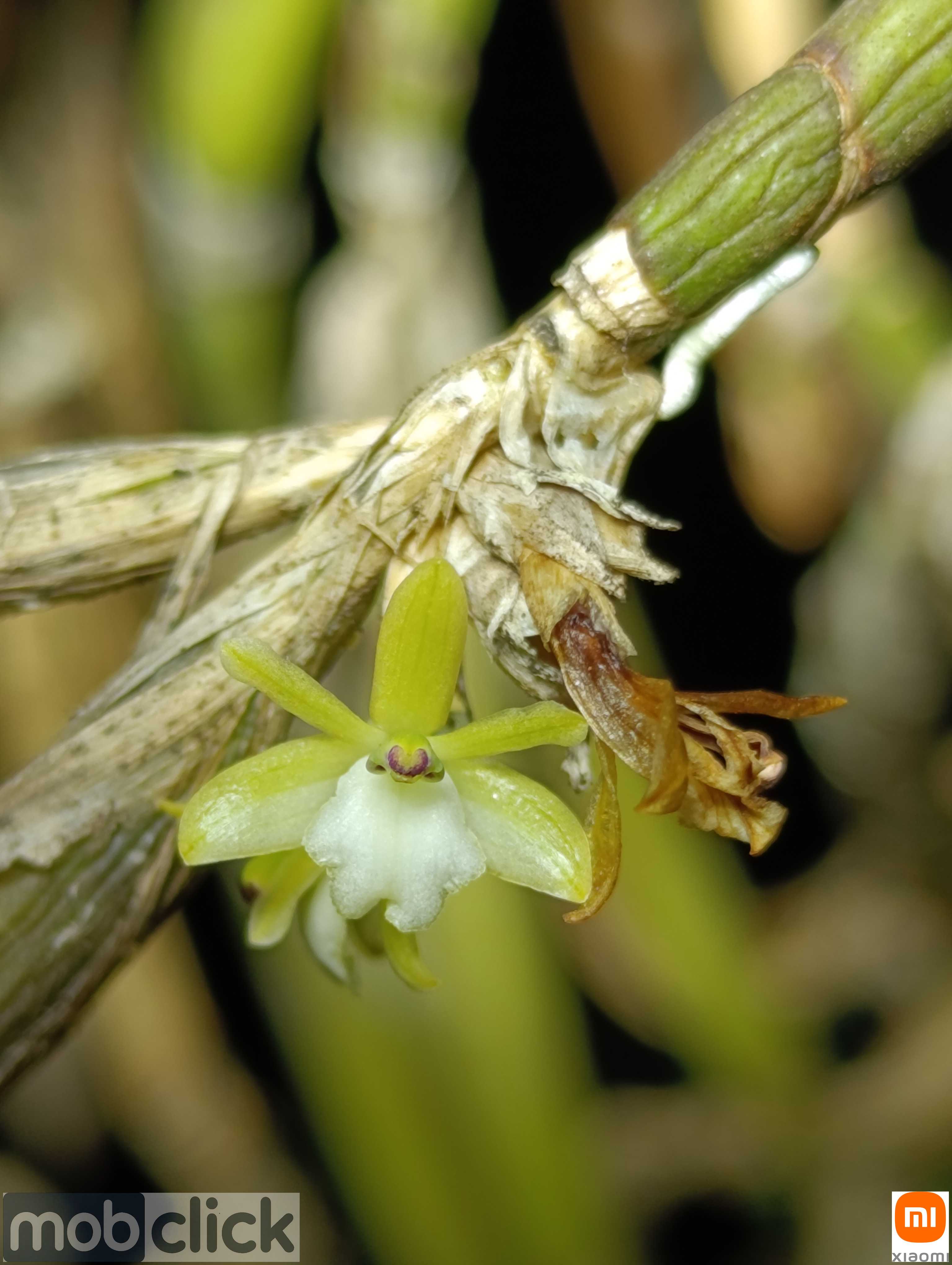 Orquídea Minúscula