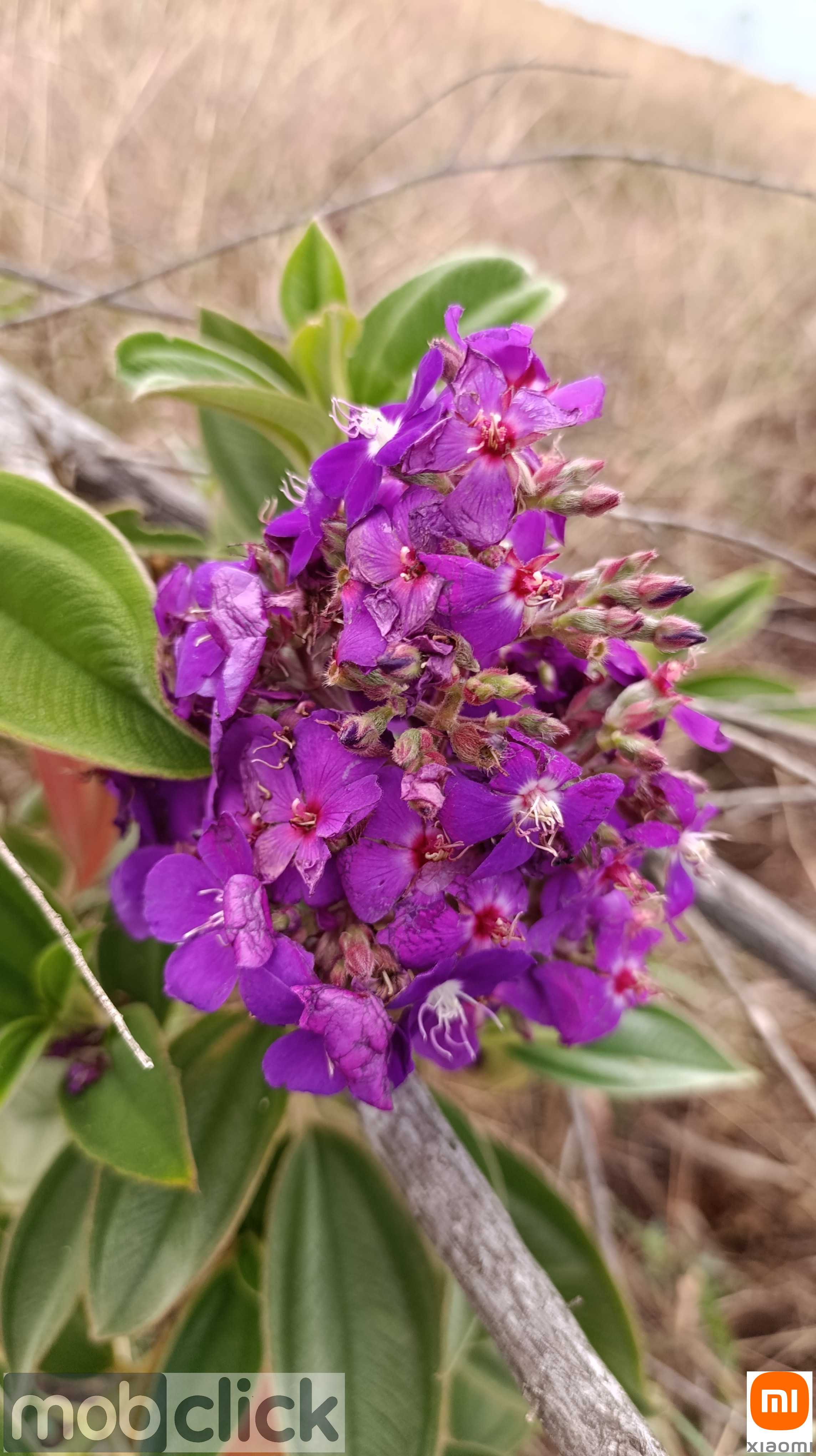 Flores do cerrado