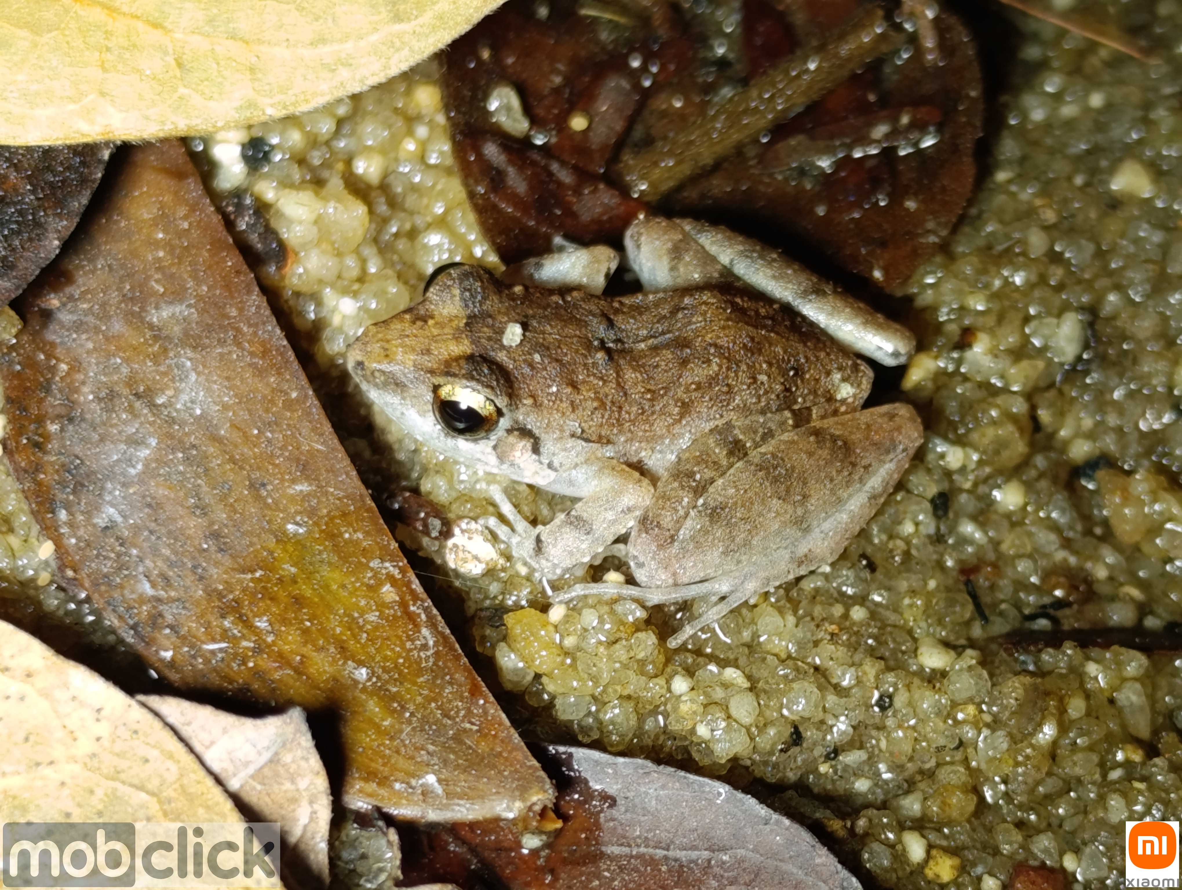 Rãzinha da Mata - Barycholos ternetzi
