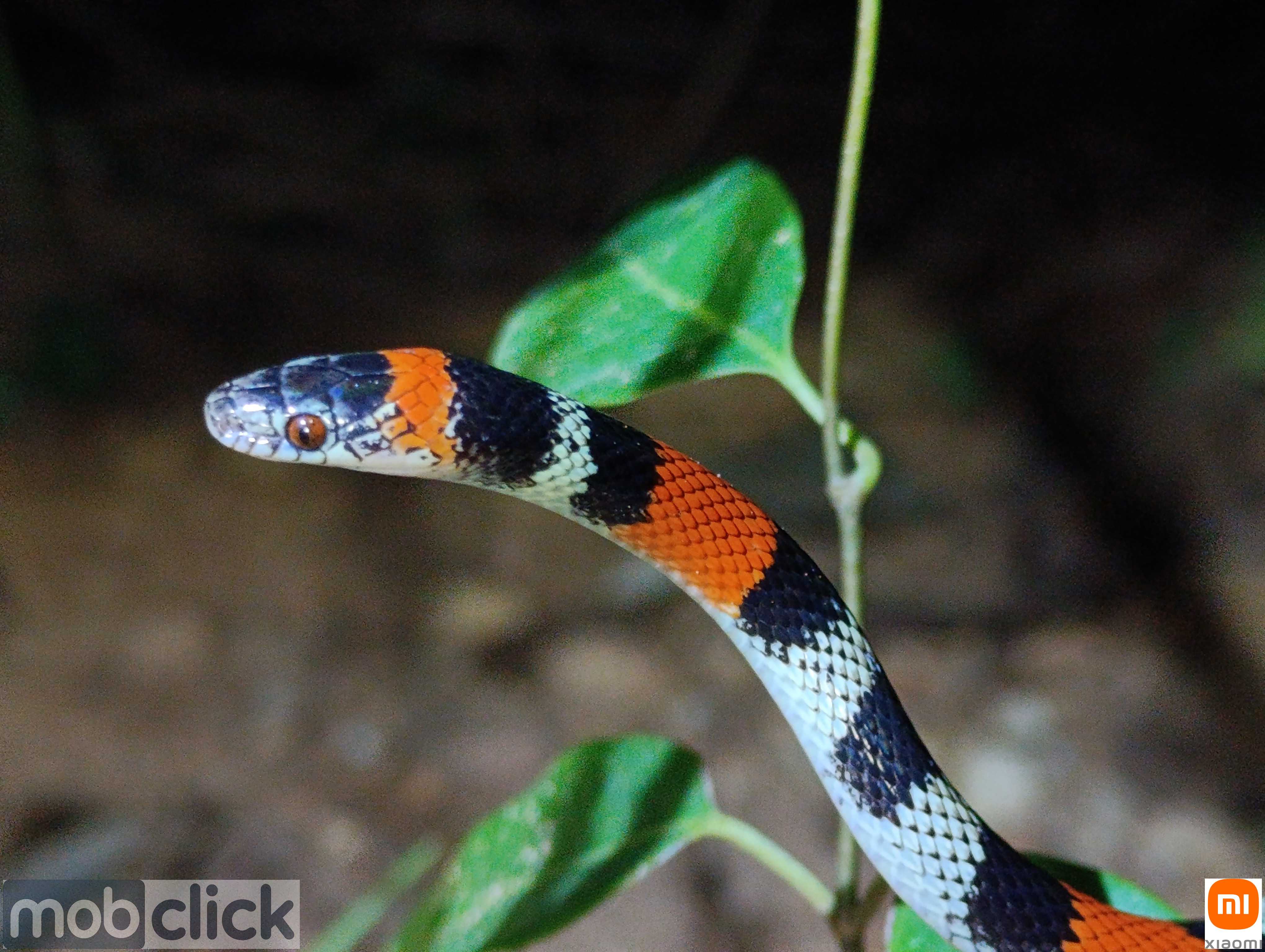 Cobra Falsa Coral