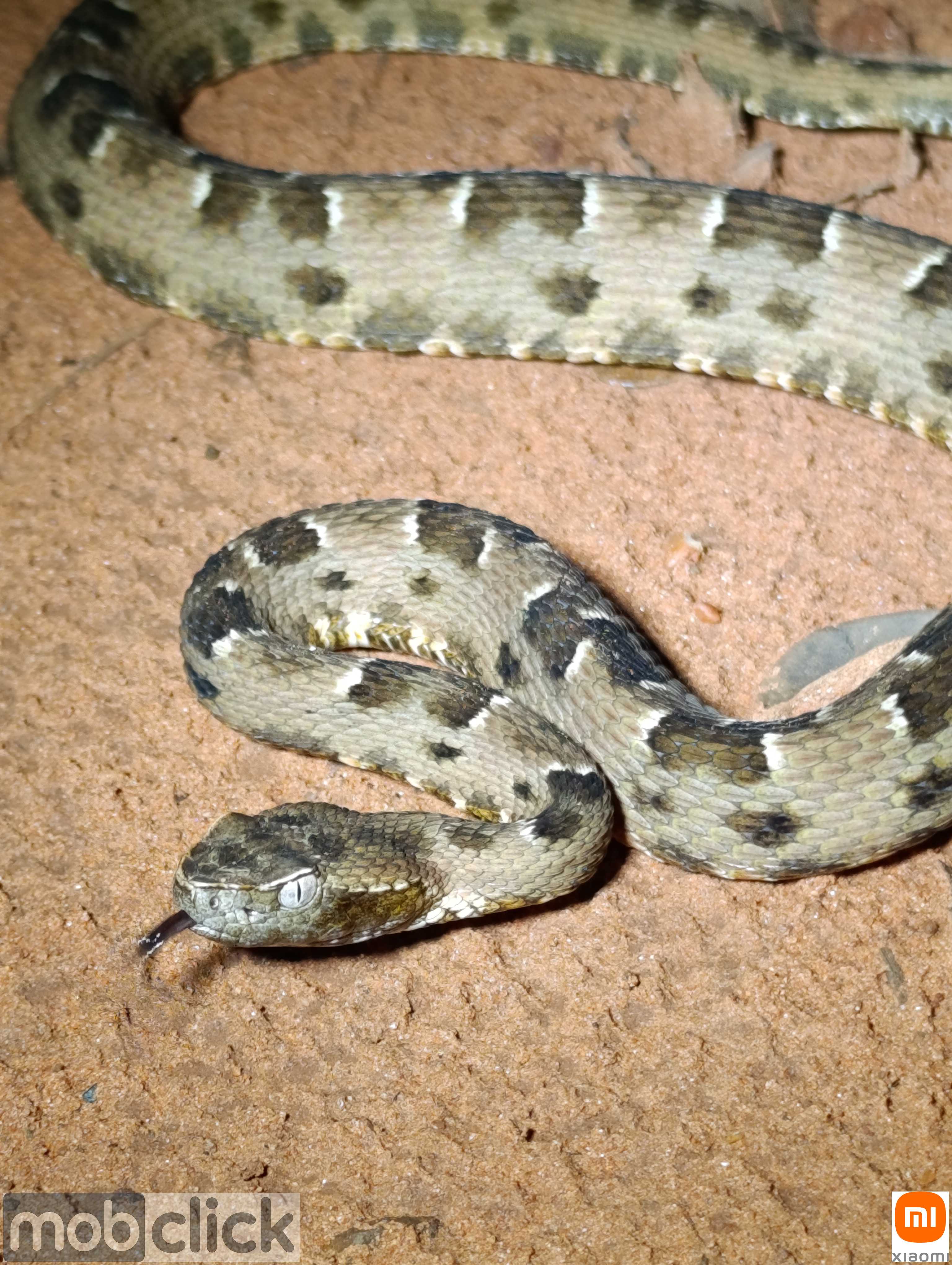 Boca-de-Sapo - Bothrops pauloensis