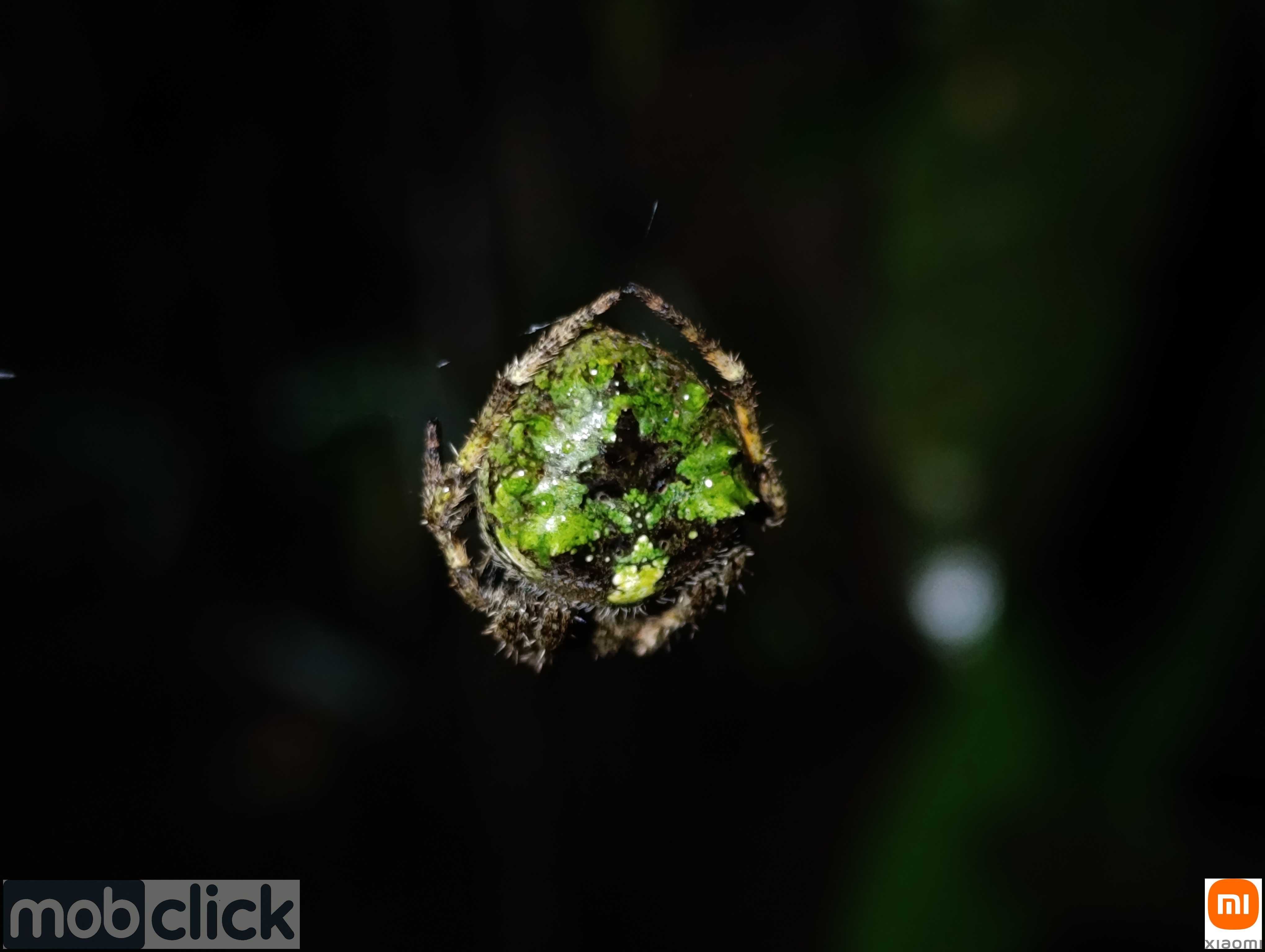 Aranhas do cerrado