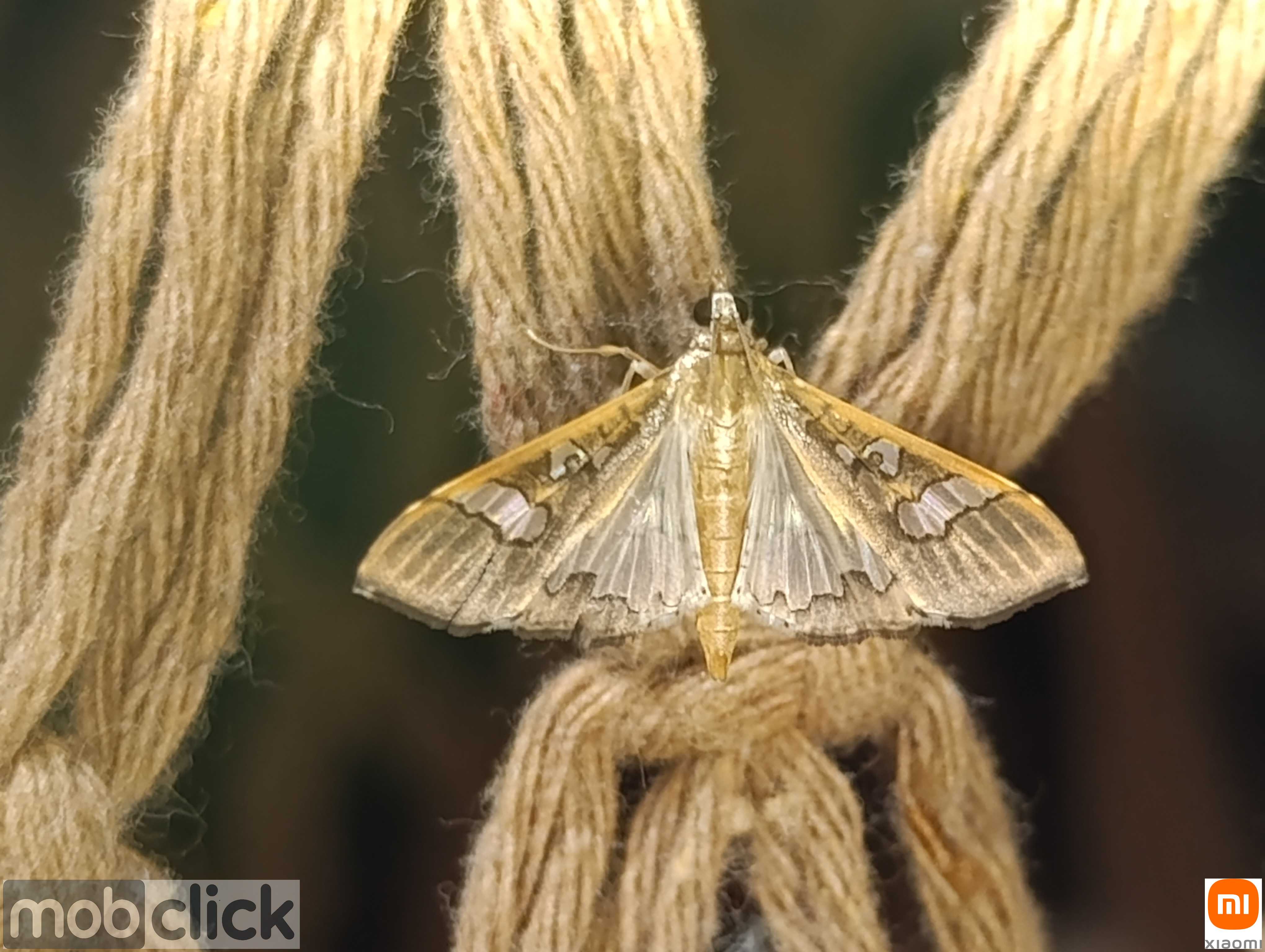 Mariposas do cerrado