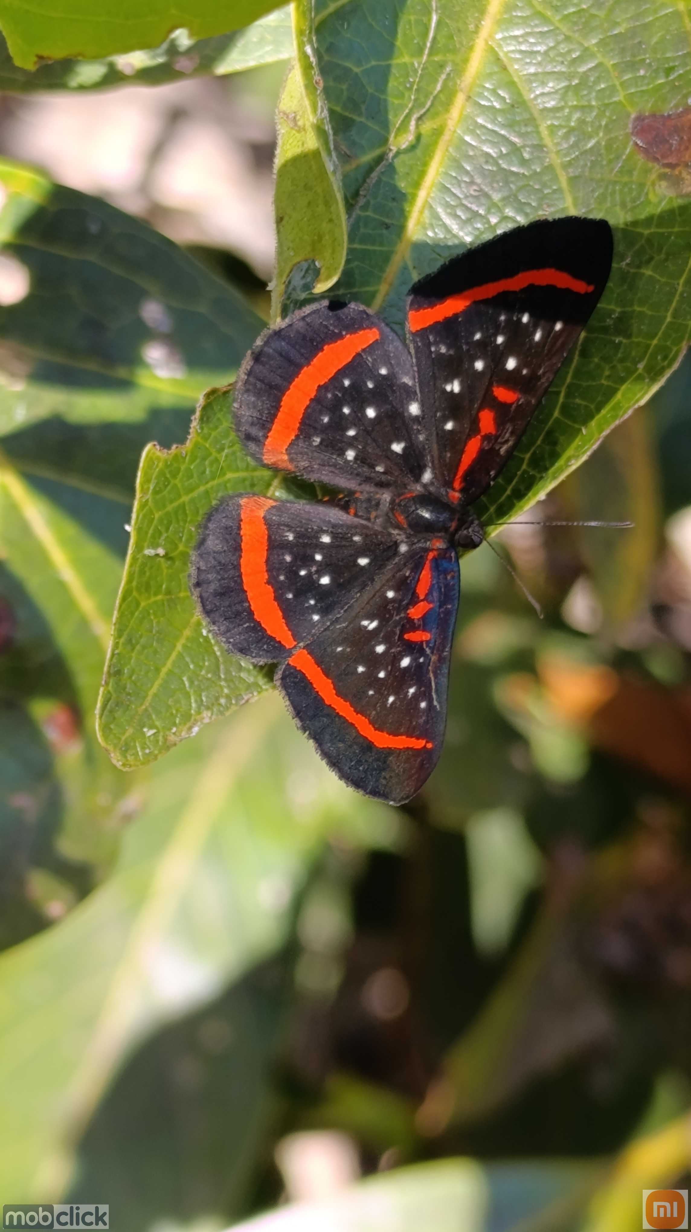 Borboleta preta e vermelha