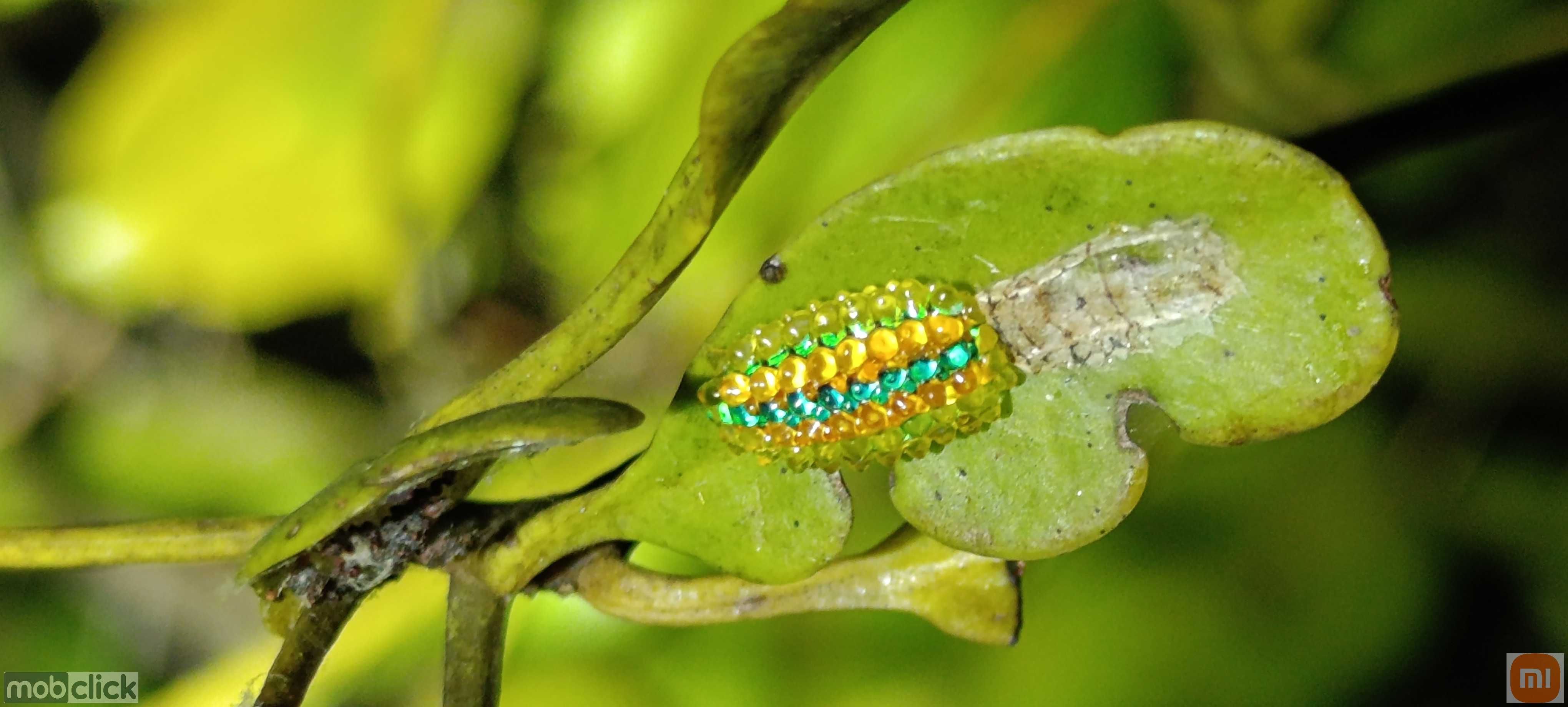 Lagarta jóia colorida