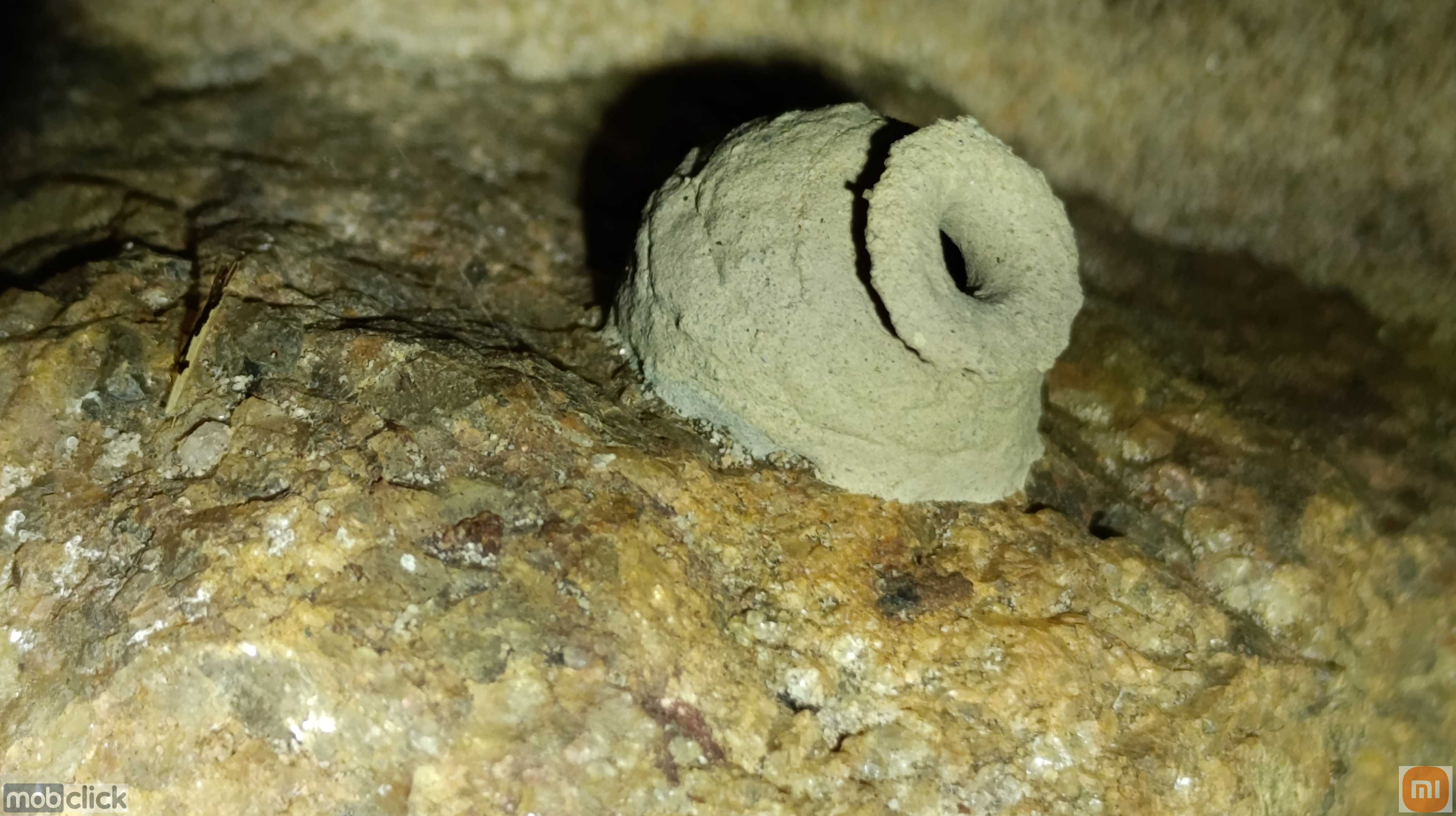 Insetos carpinteiros