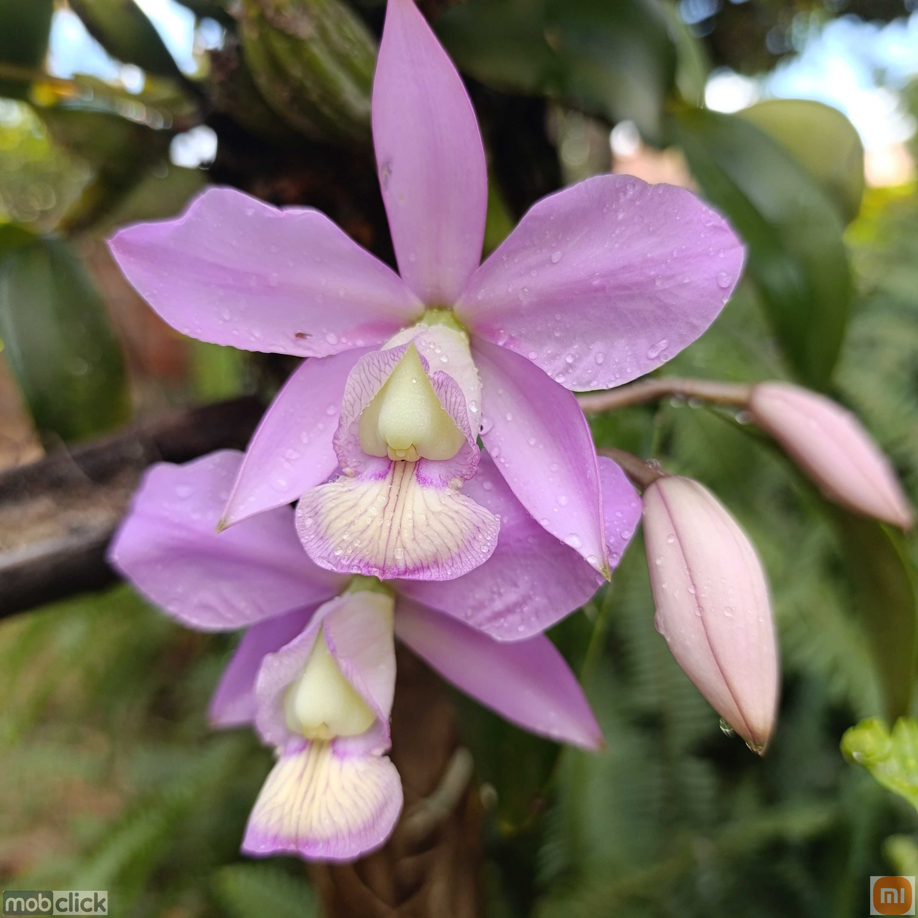 Orquídea rosa Cattleya nobilior