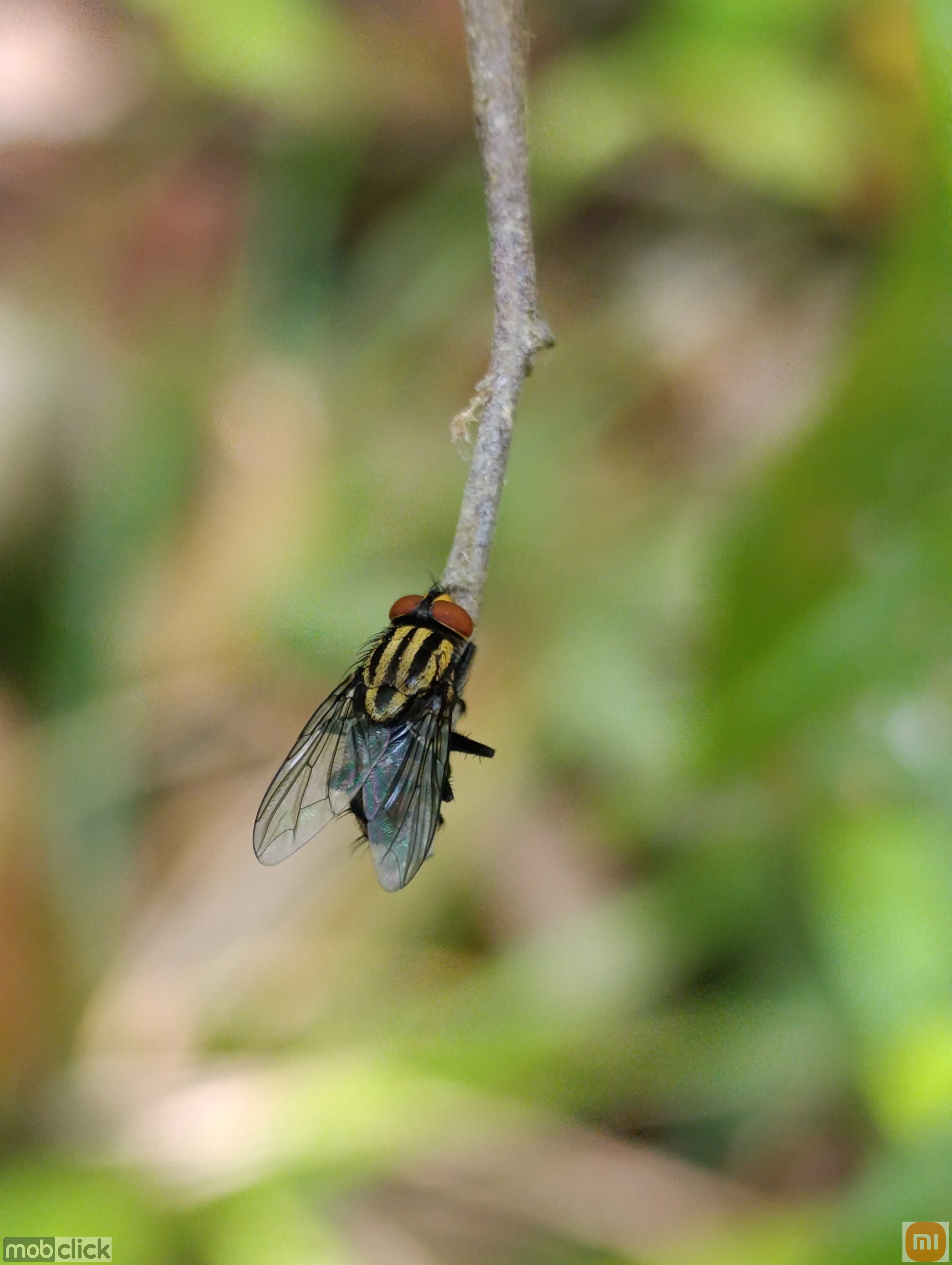 Mosca amarela e preta