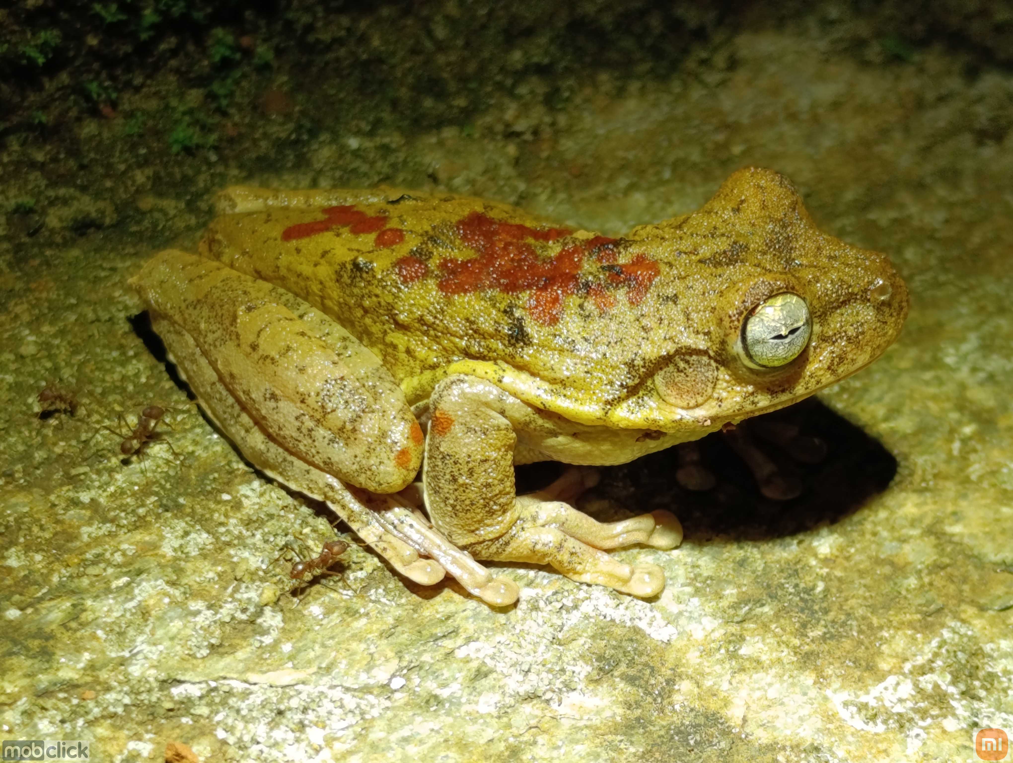 Perereca de usina - boana lundii