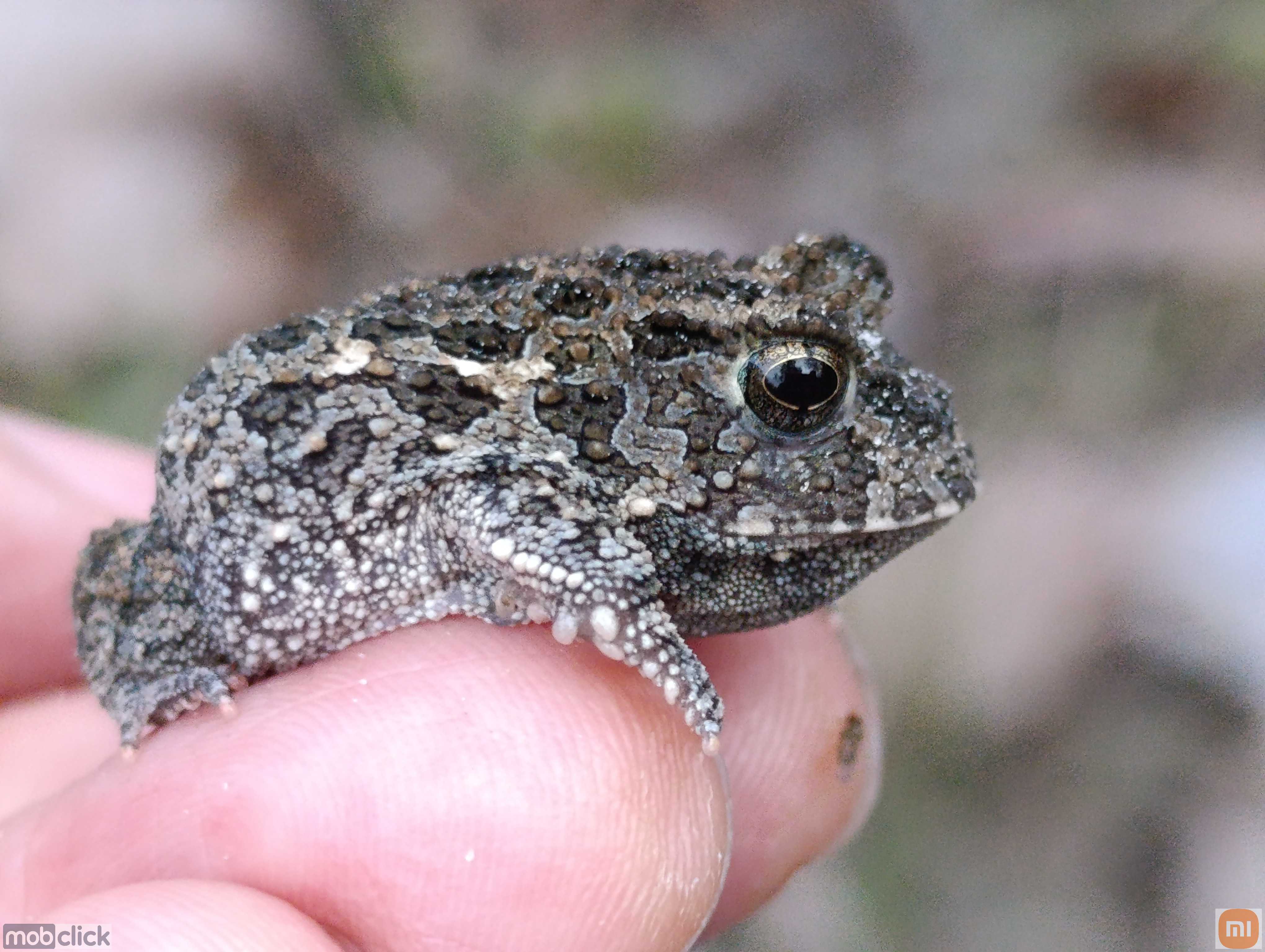 Proceratophrys dibernardoi - sapos de chifre