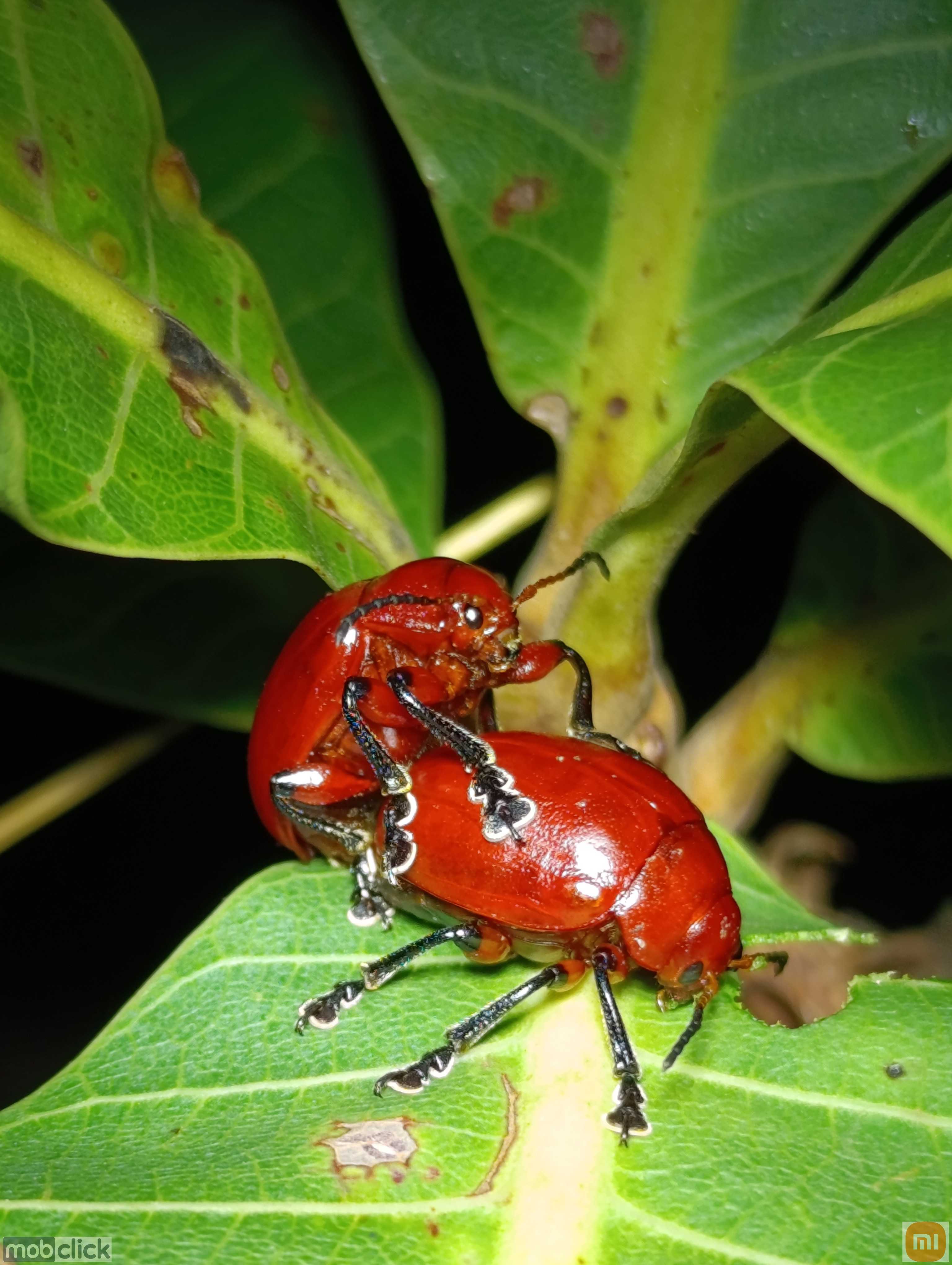 Besouro vermelho do cajueiro - Crimissa cruralis