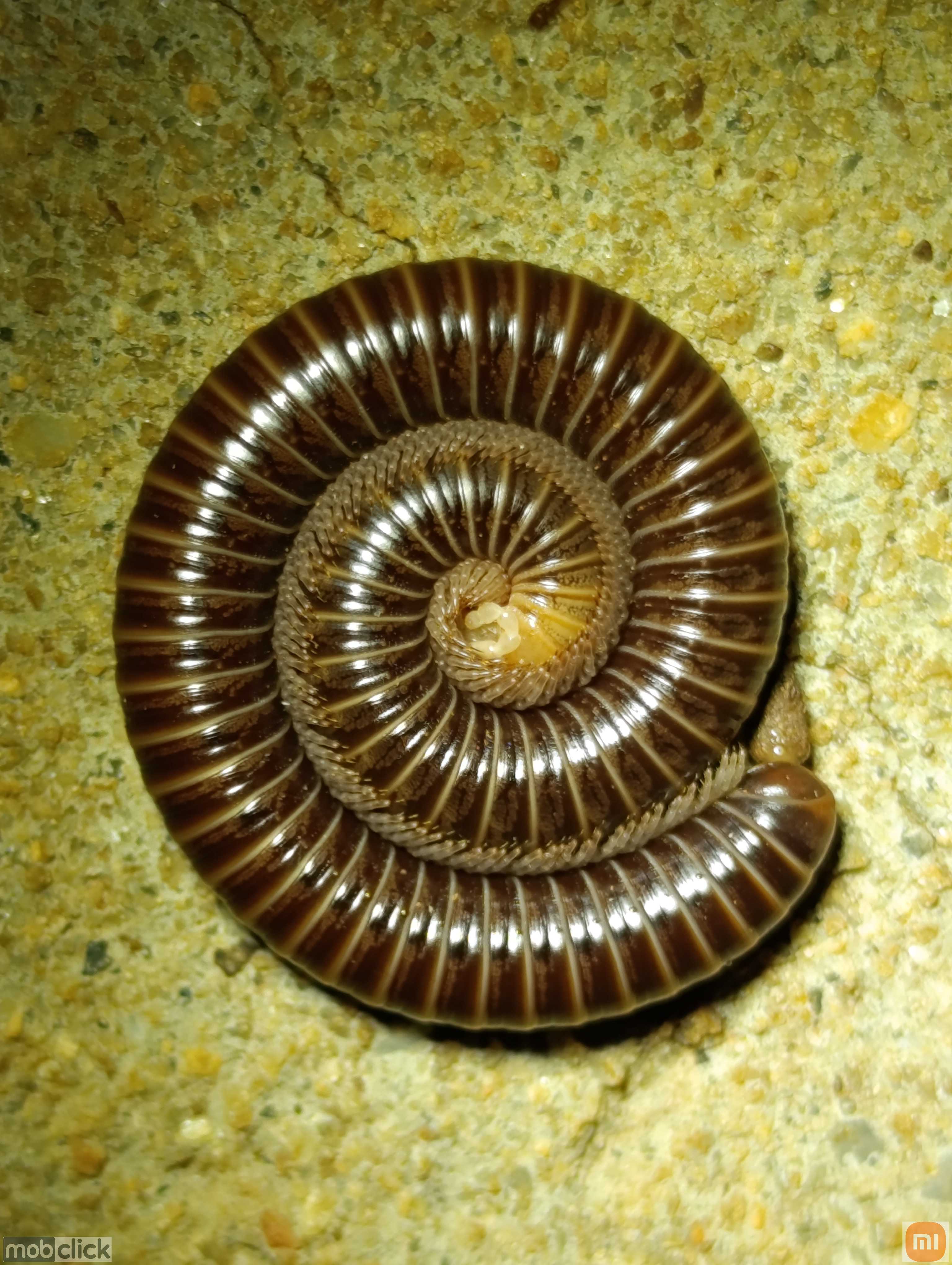 Piolho de cobra