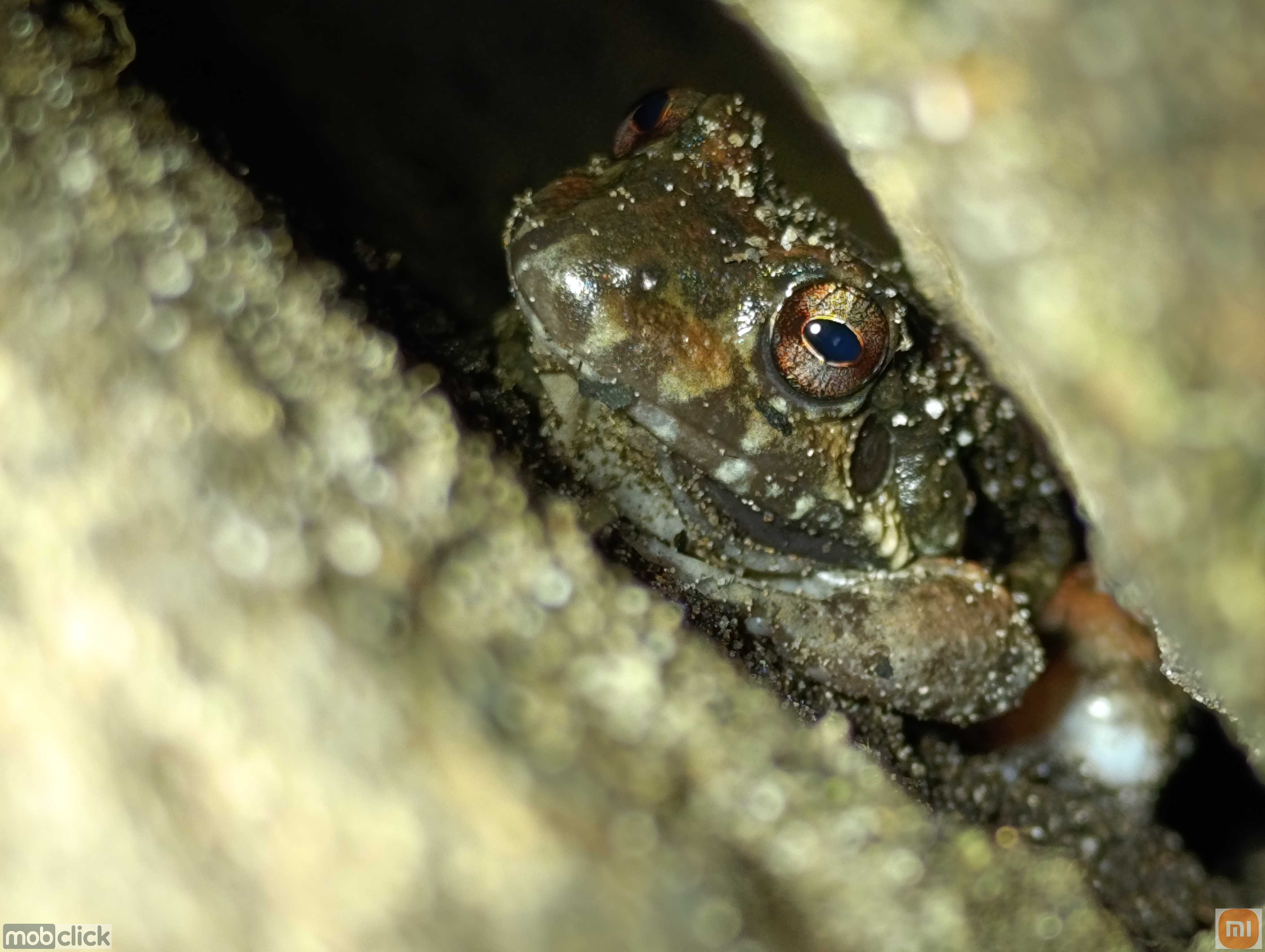 Leptodactylus syphax - rã vinho novo