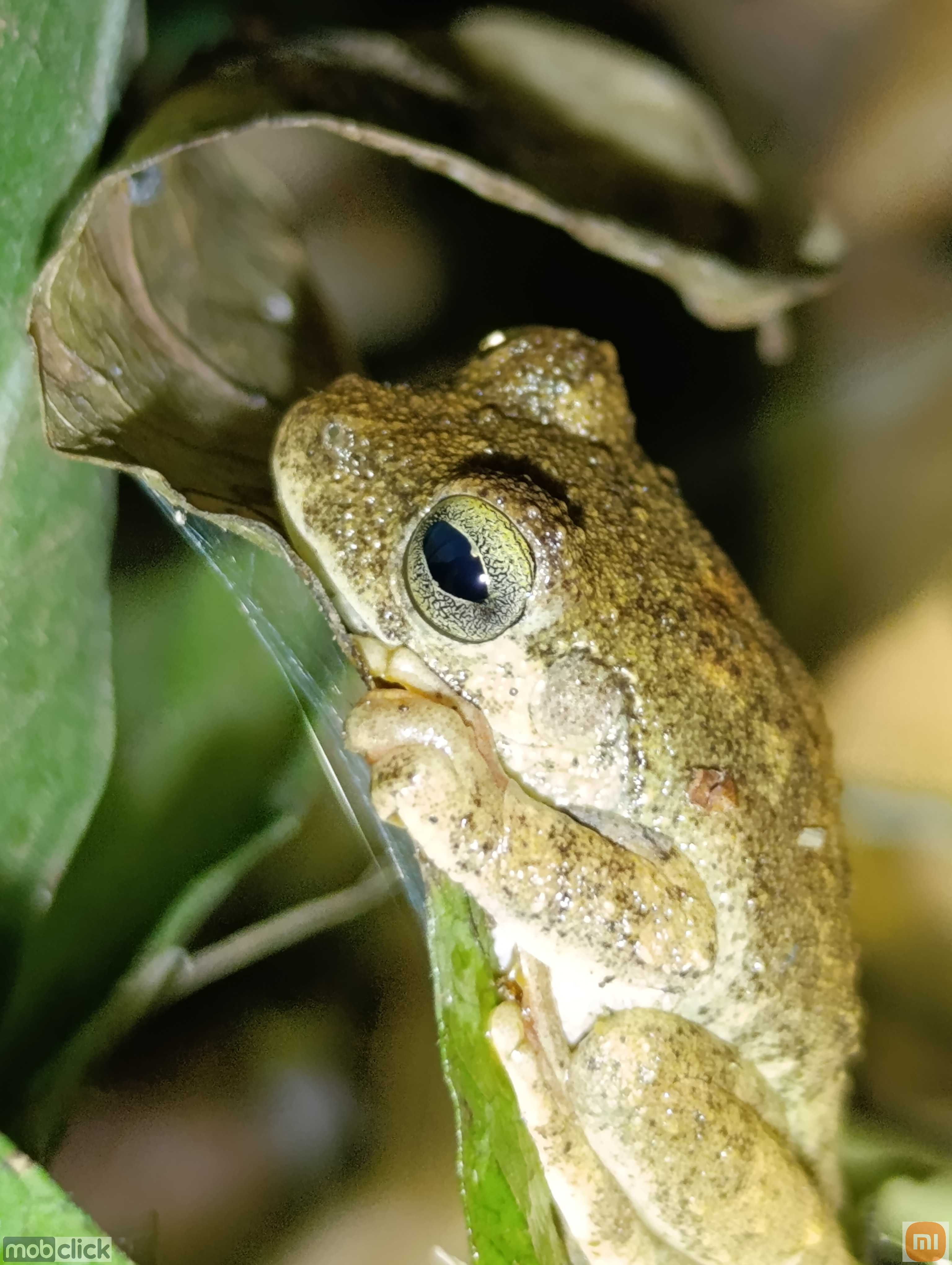 Boana lundii - perereca de usina
