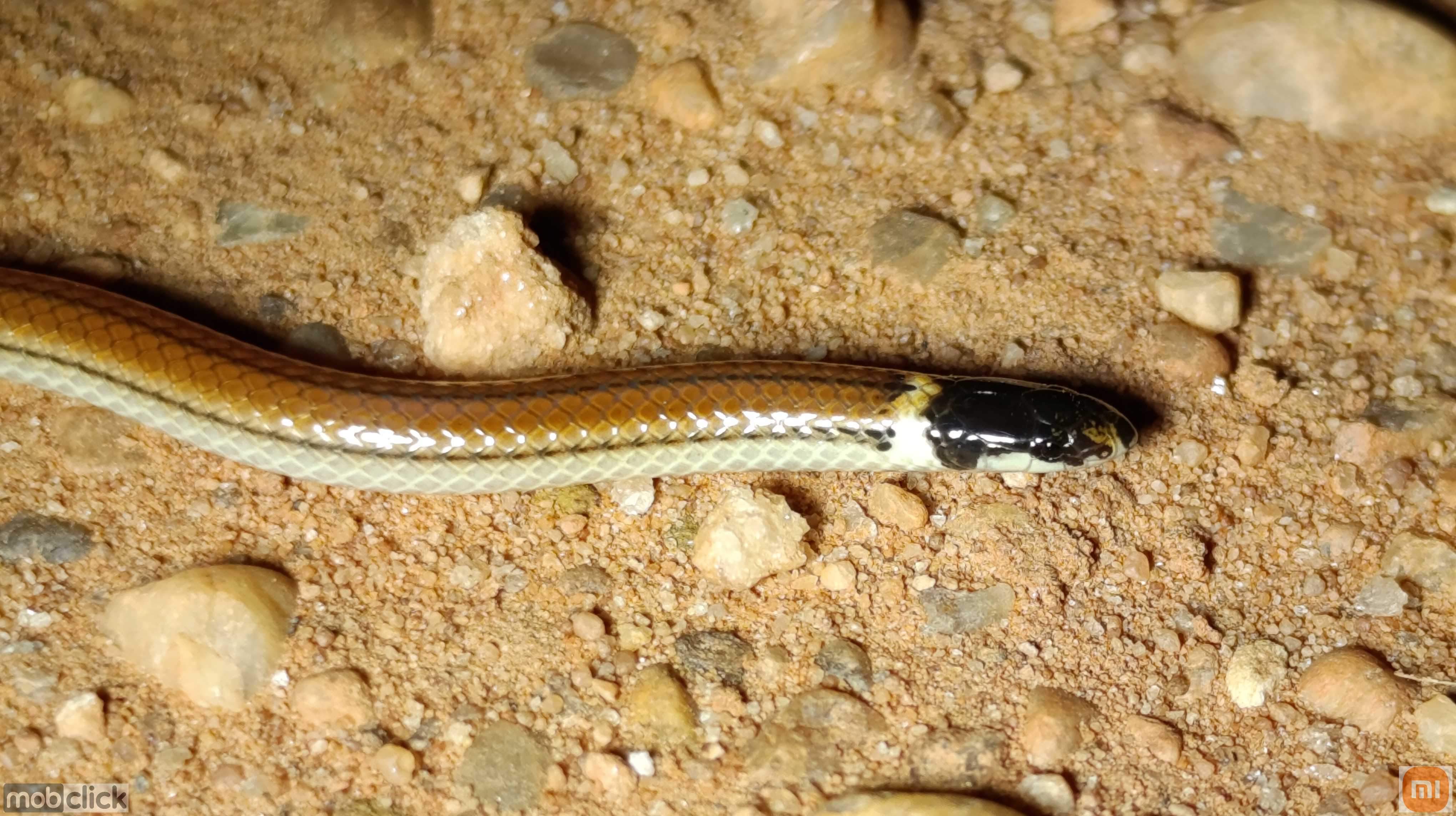 Cobra rara do cerrado - Apostolepis