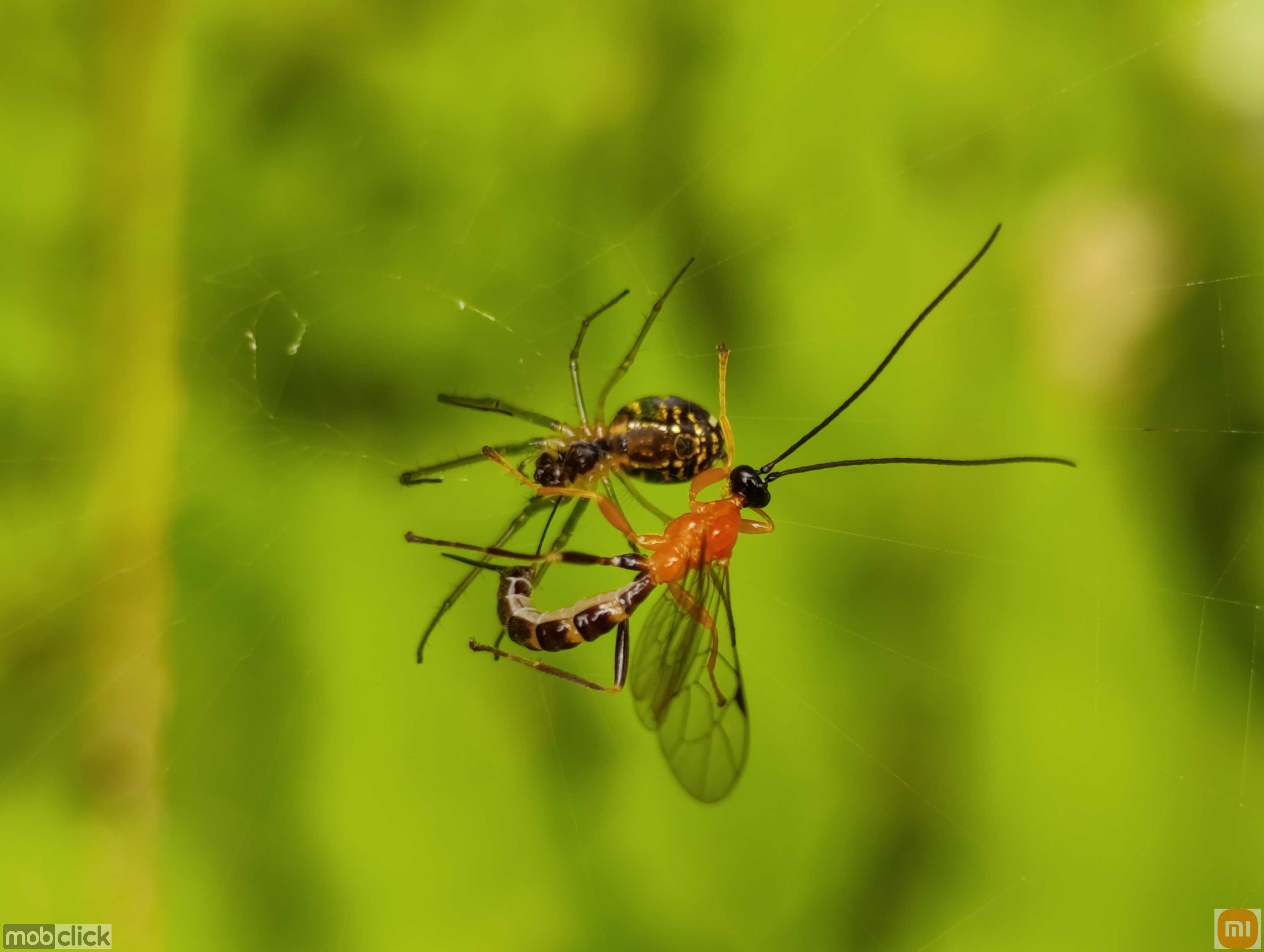Vespa de Darwin sendo predada