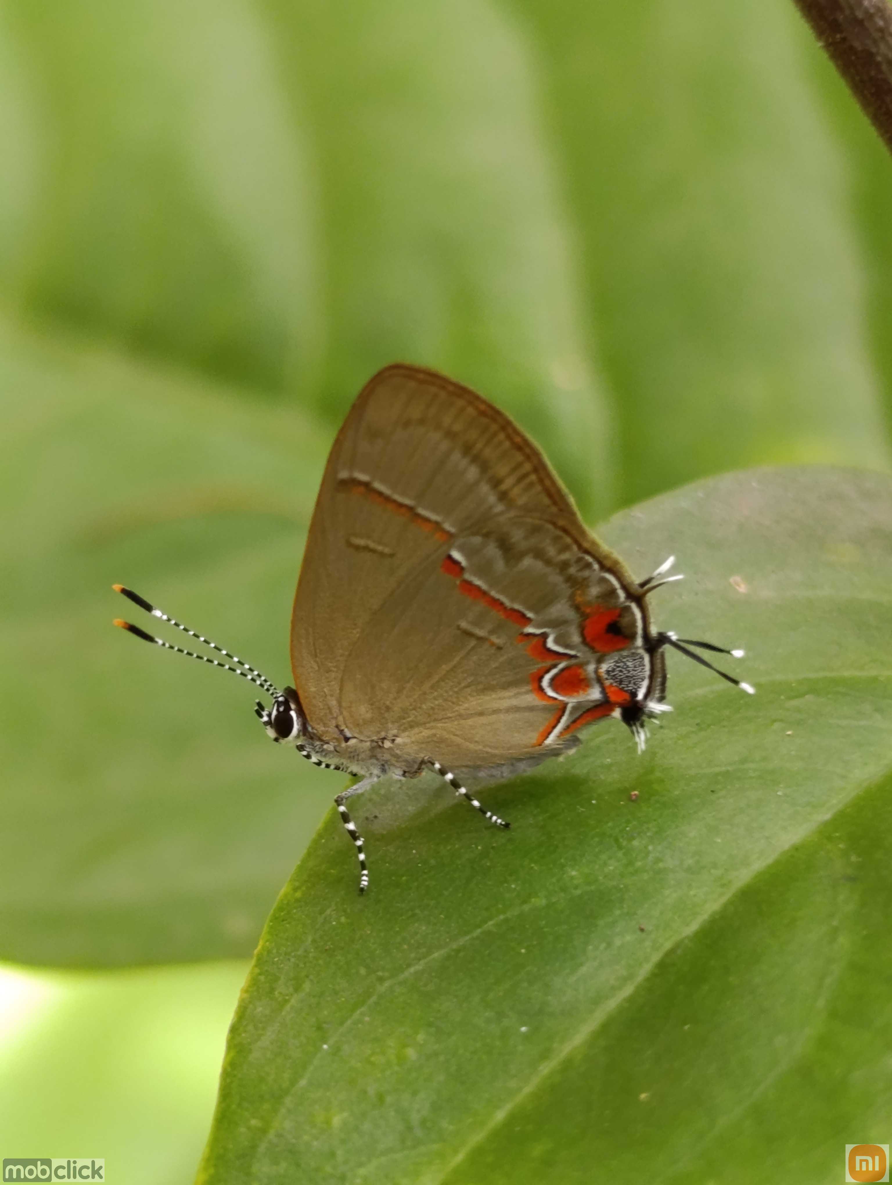 Calycopis caulonia - borboleta colorida