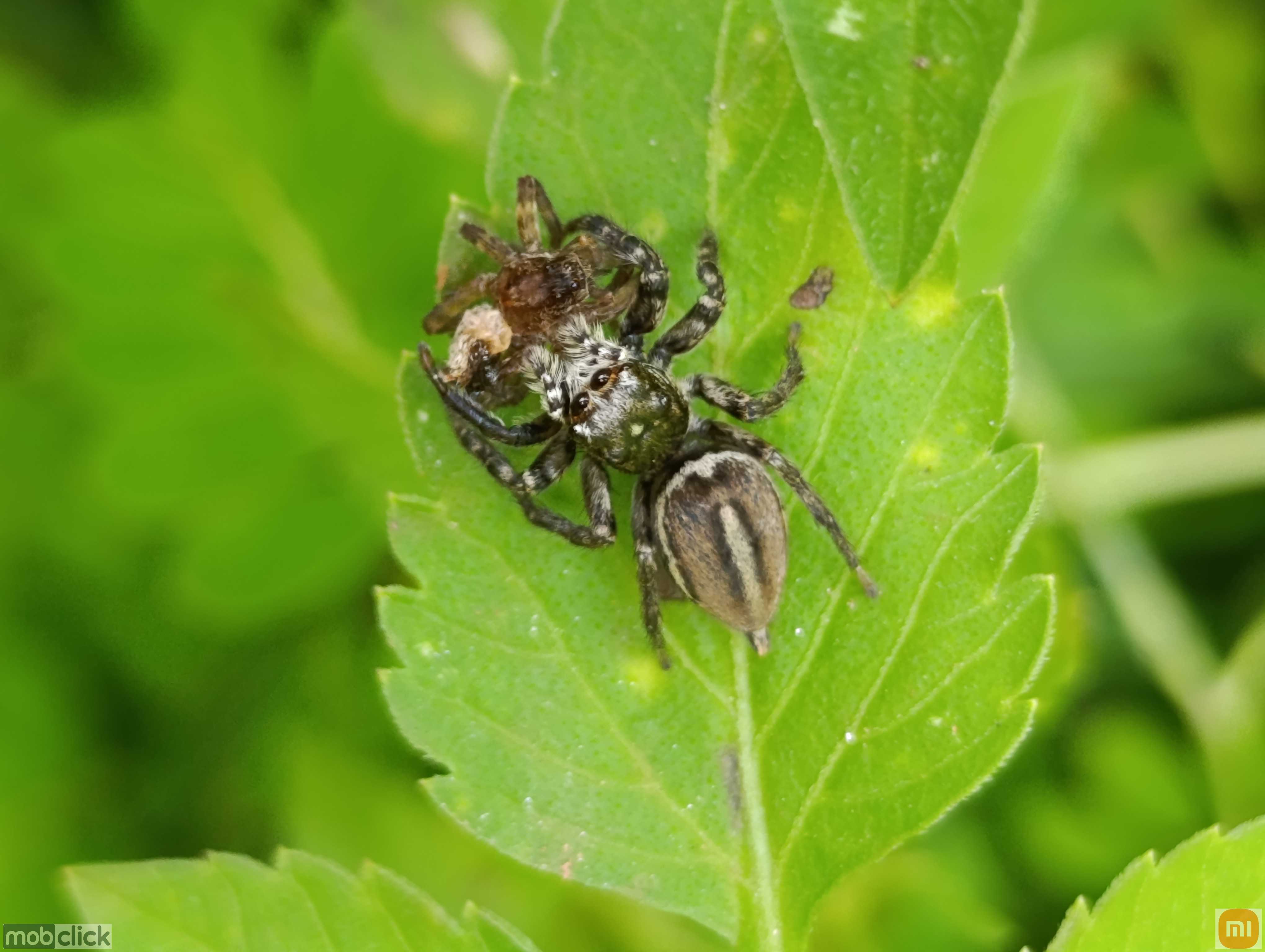 Freya - Aranha Saltadeira - predando outra aranha