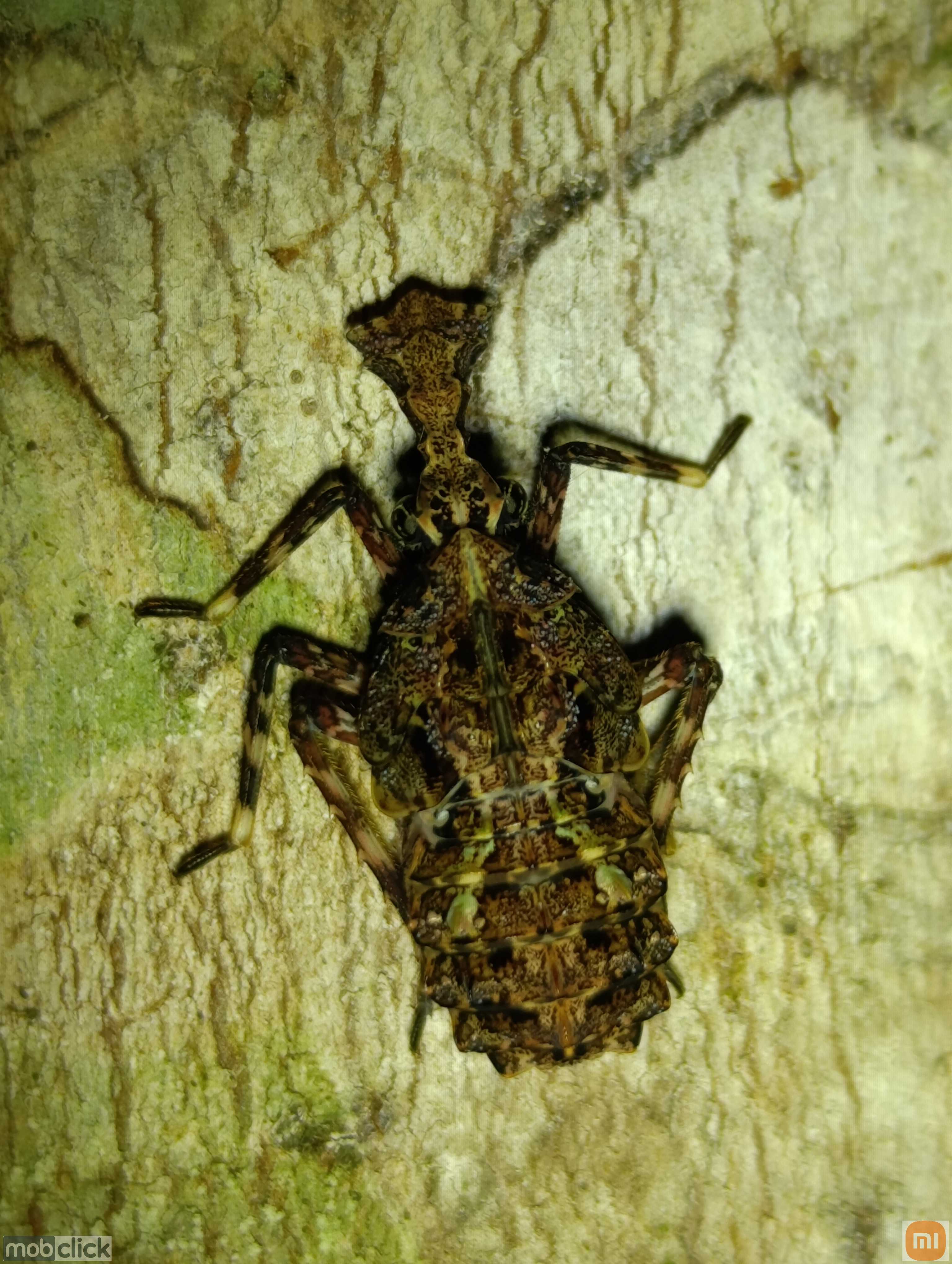 Inseto não identificado