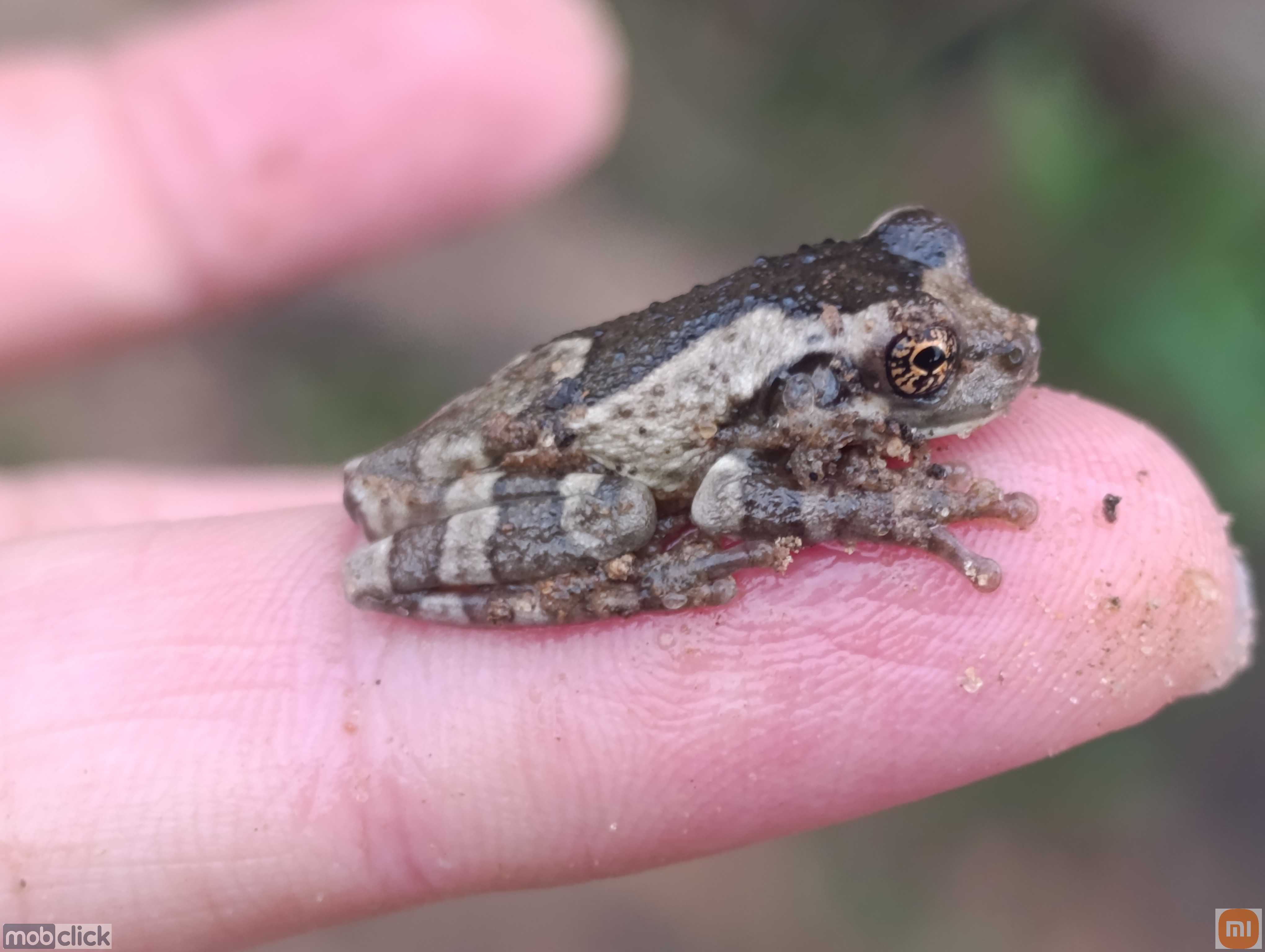 Pererecas do Cerrado