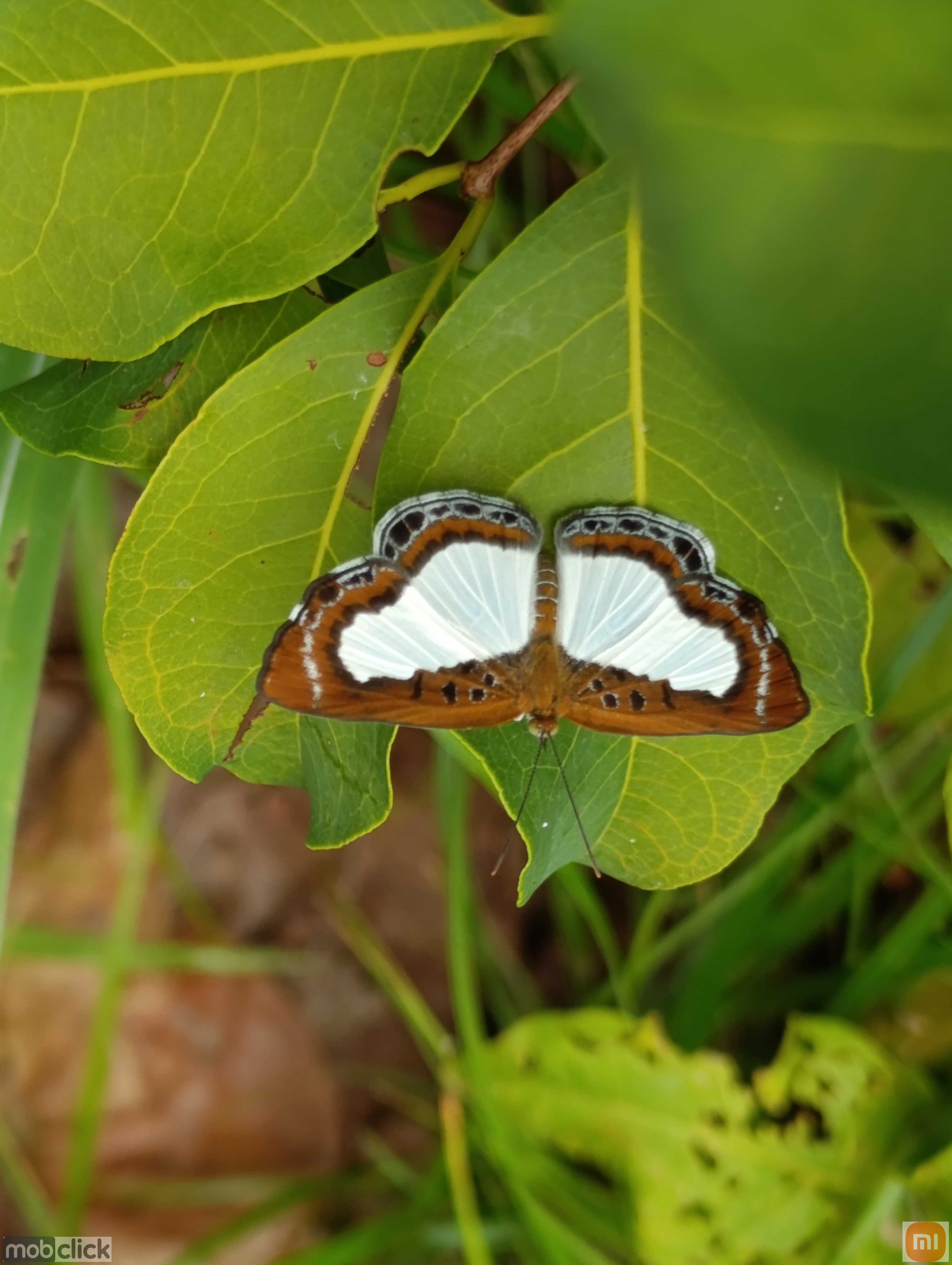 Borboleta colorida