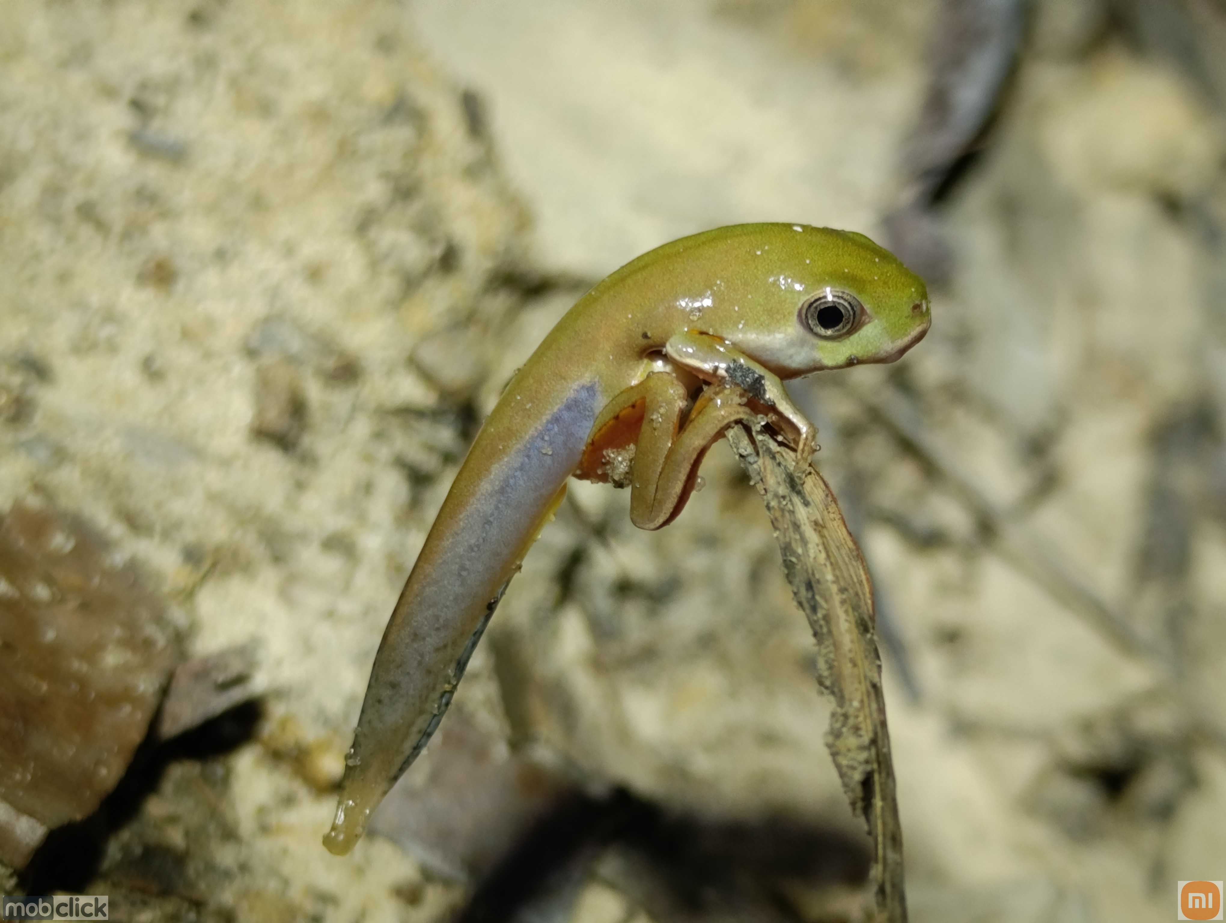 Girino perereca macaco