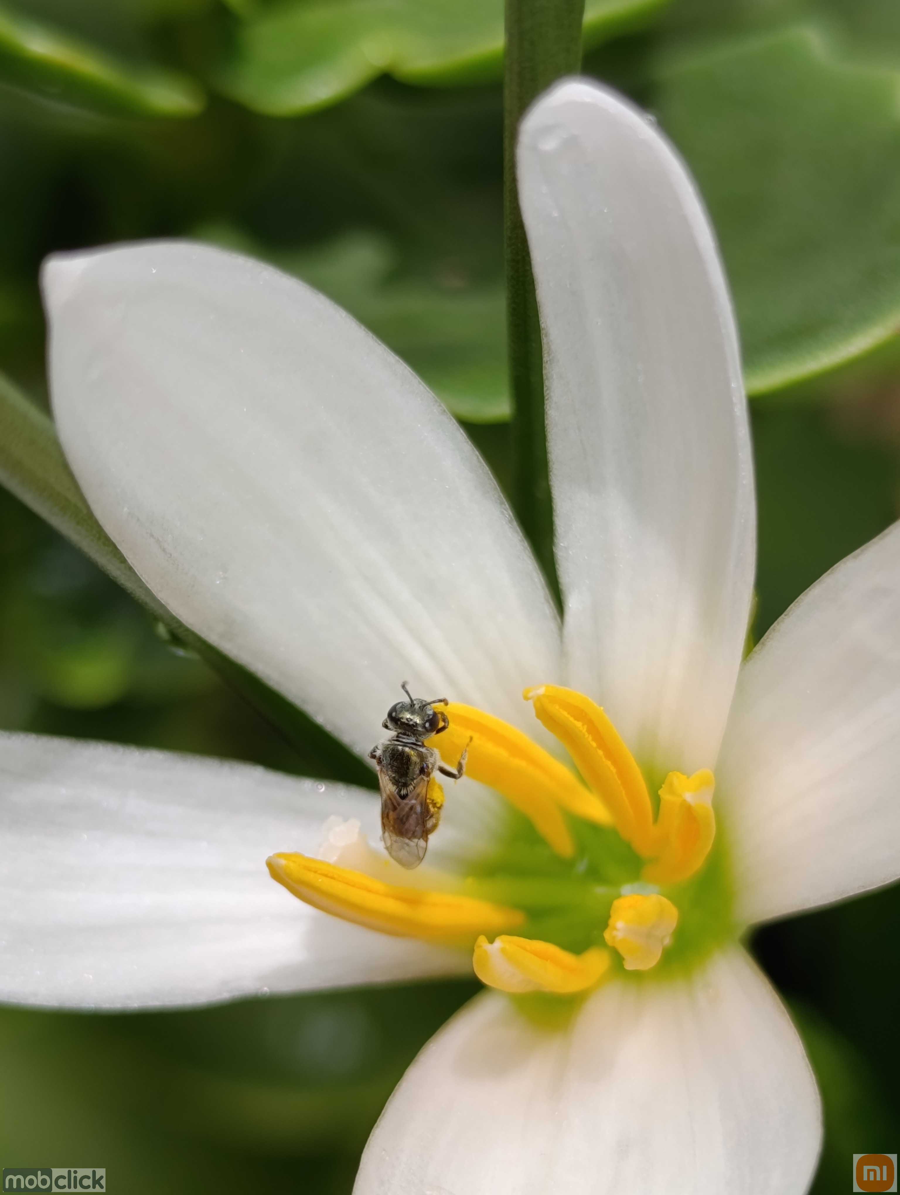 Flor branca com abelha