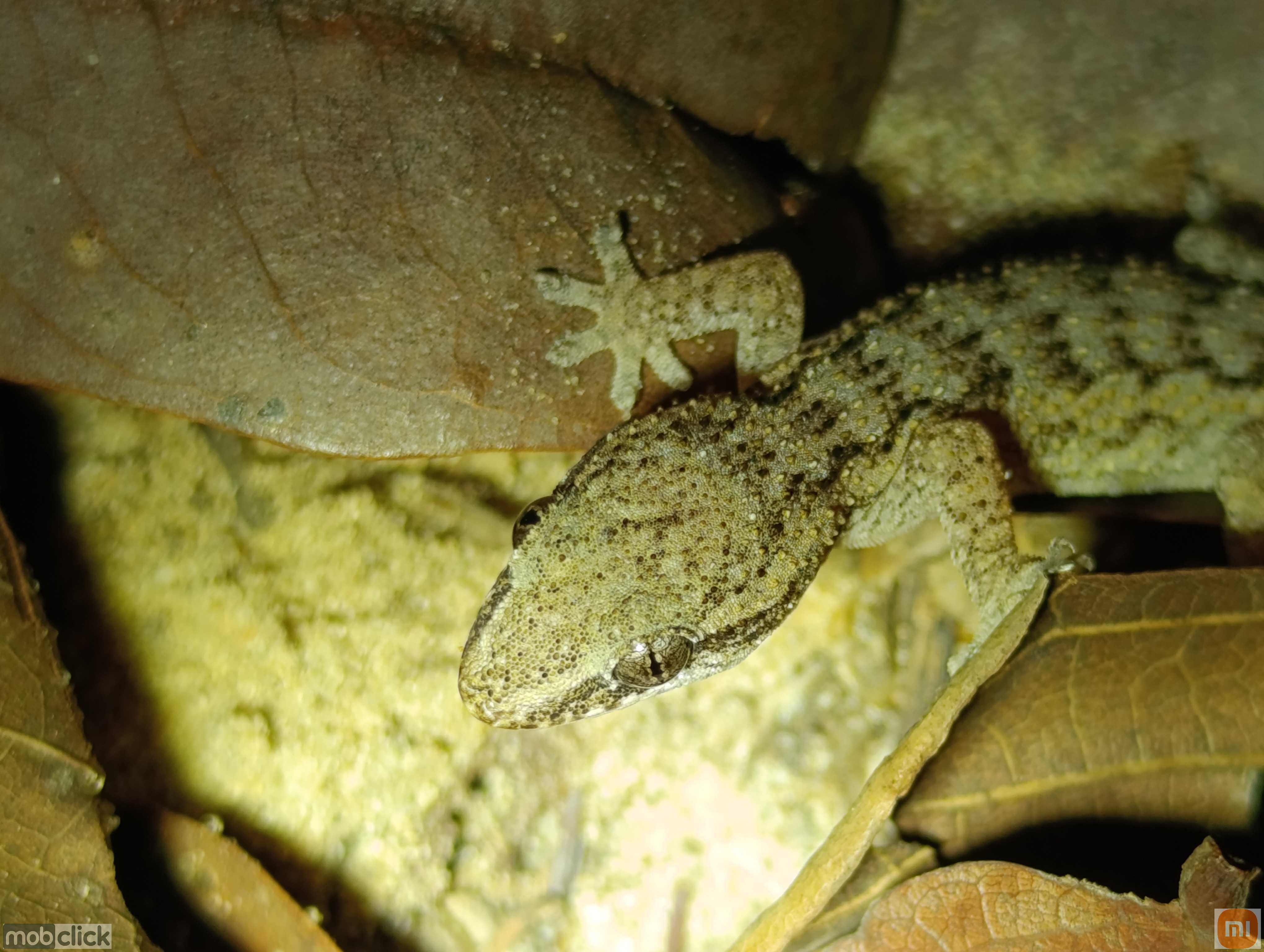 Lagartixa do cerrado