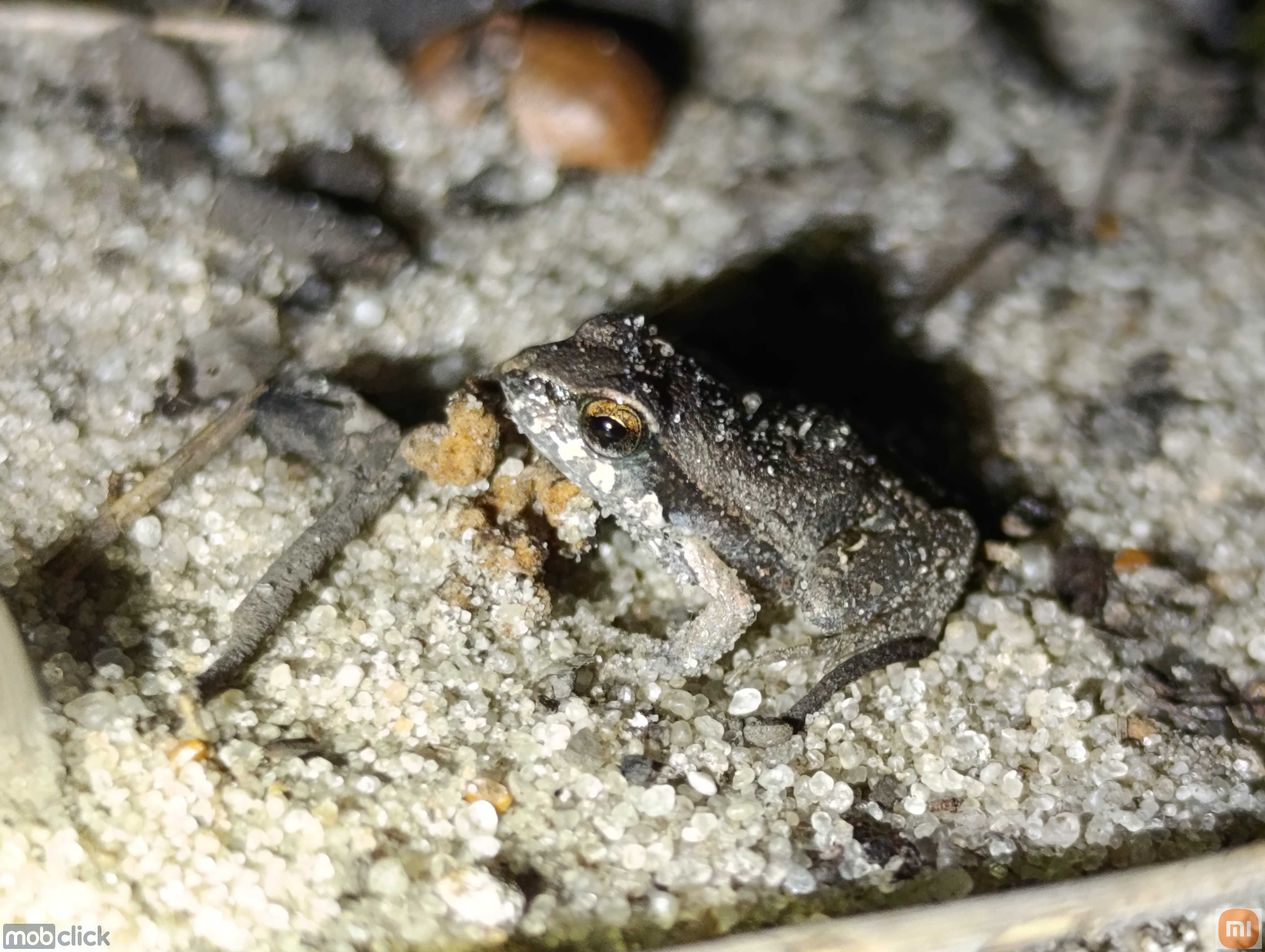 Physalaemus rã pequena