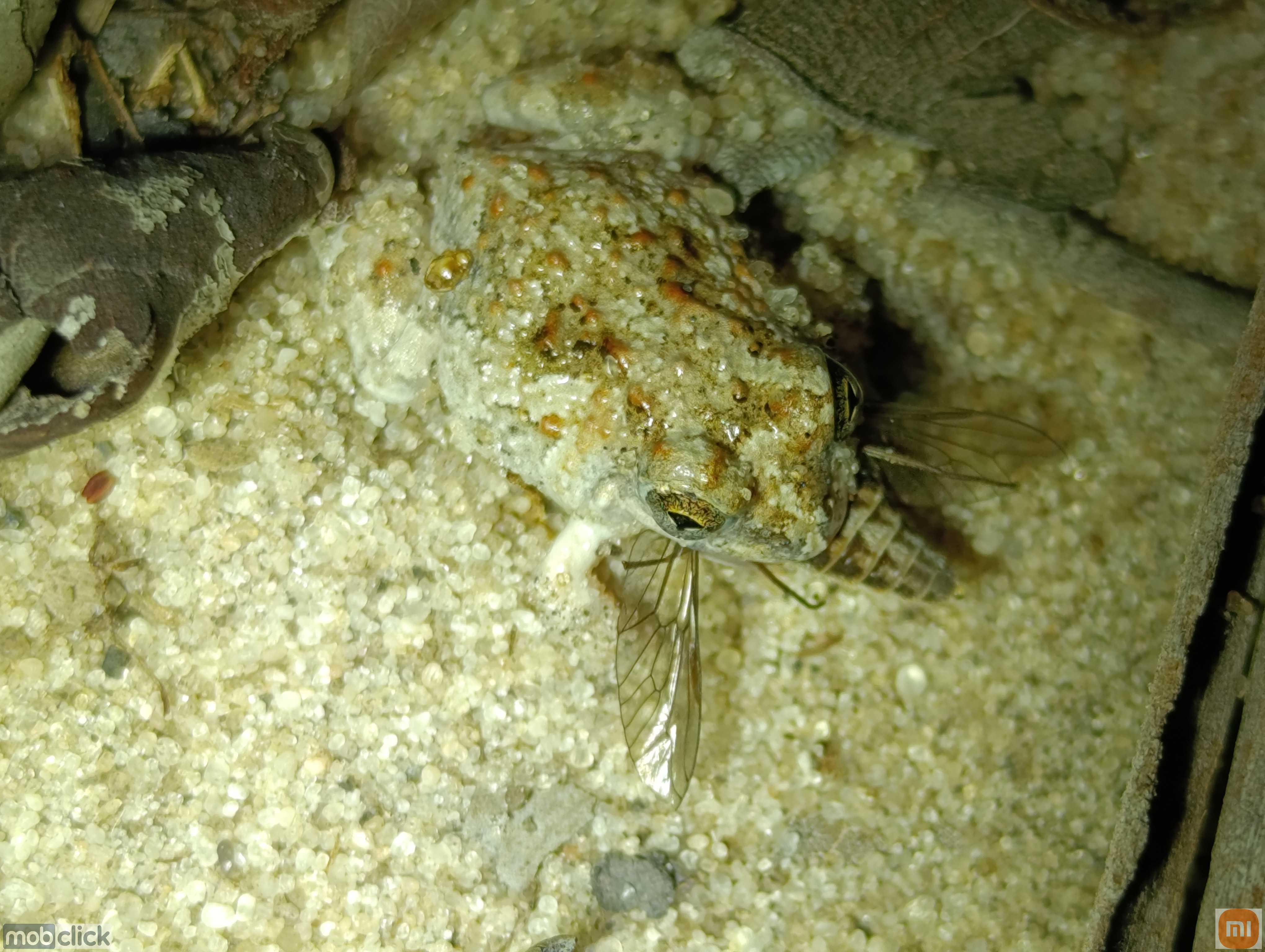 Rãzinha da caatinga se alimentando