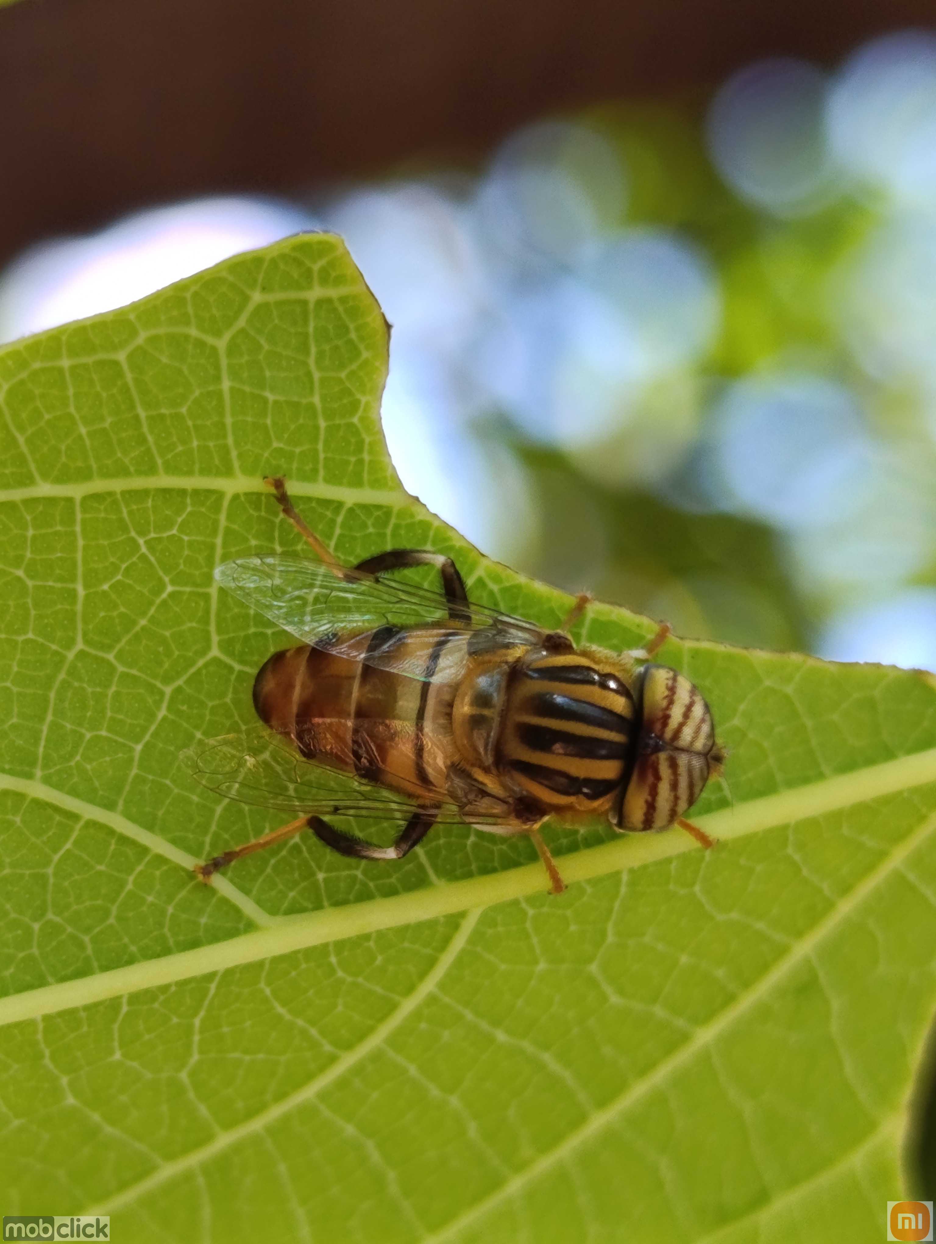 Moscas grandes amarelas