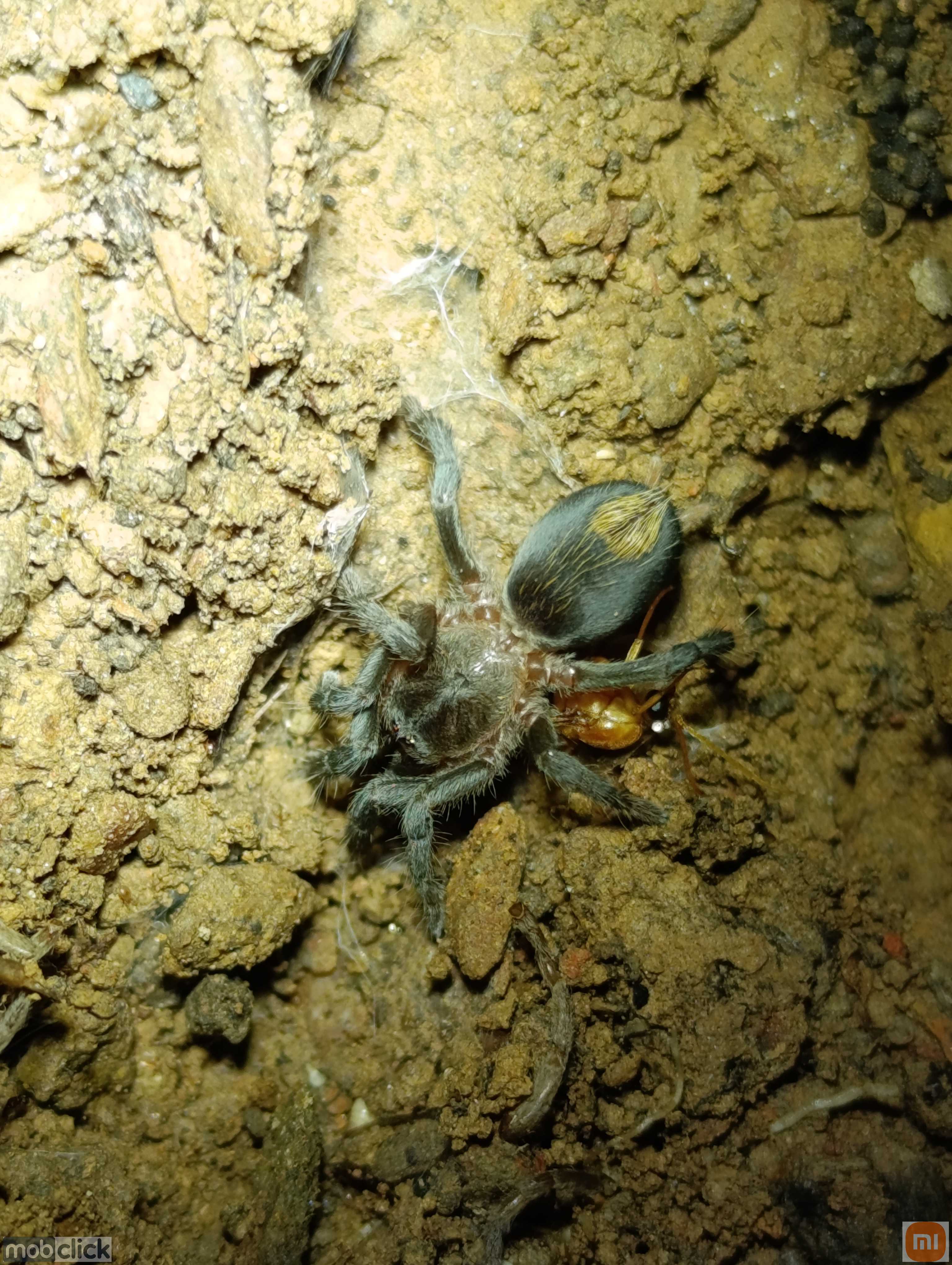 Aranhas raras do cerrado piauiensis