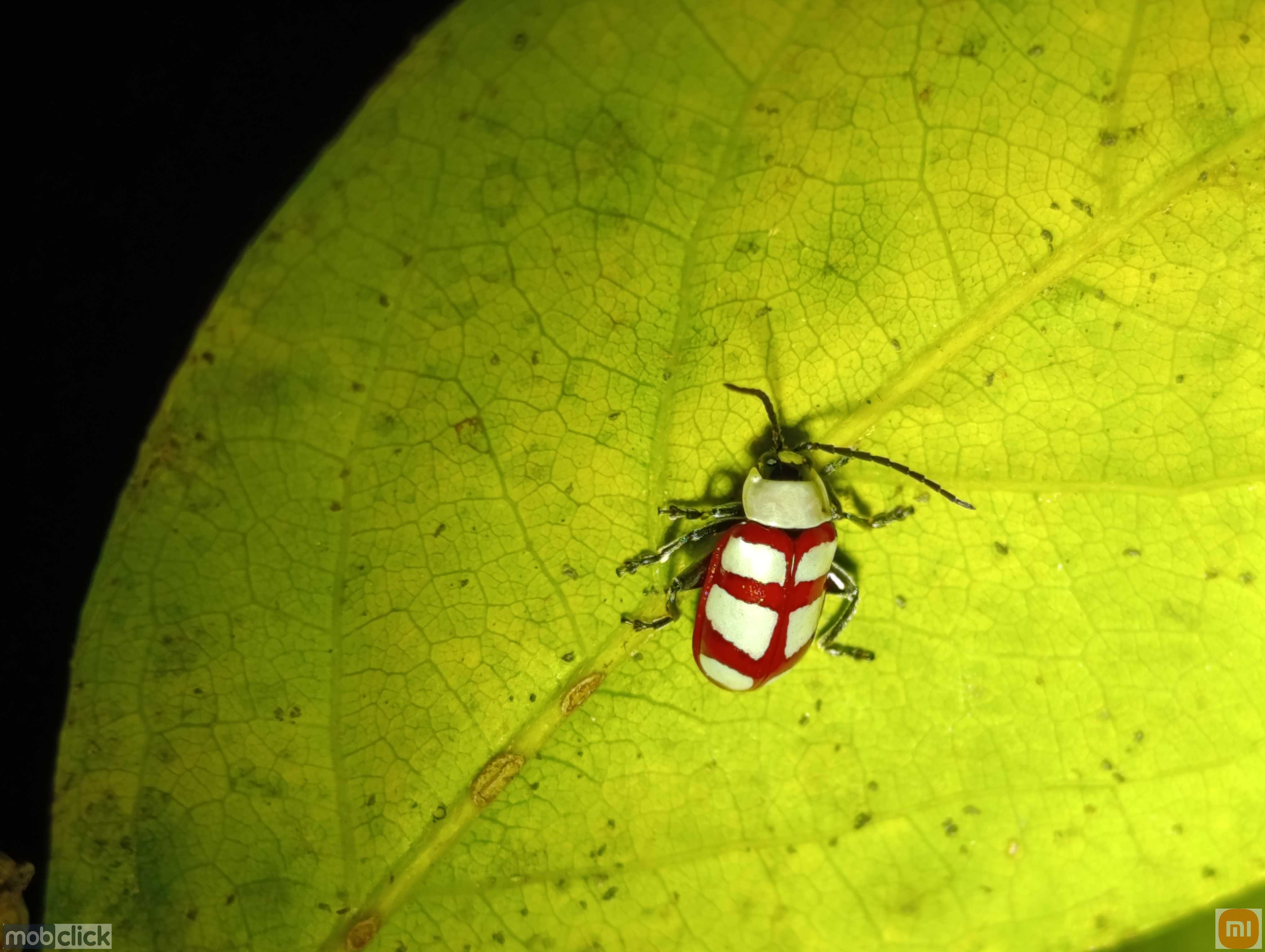 Besouro vermelho e branco