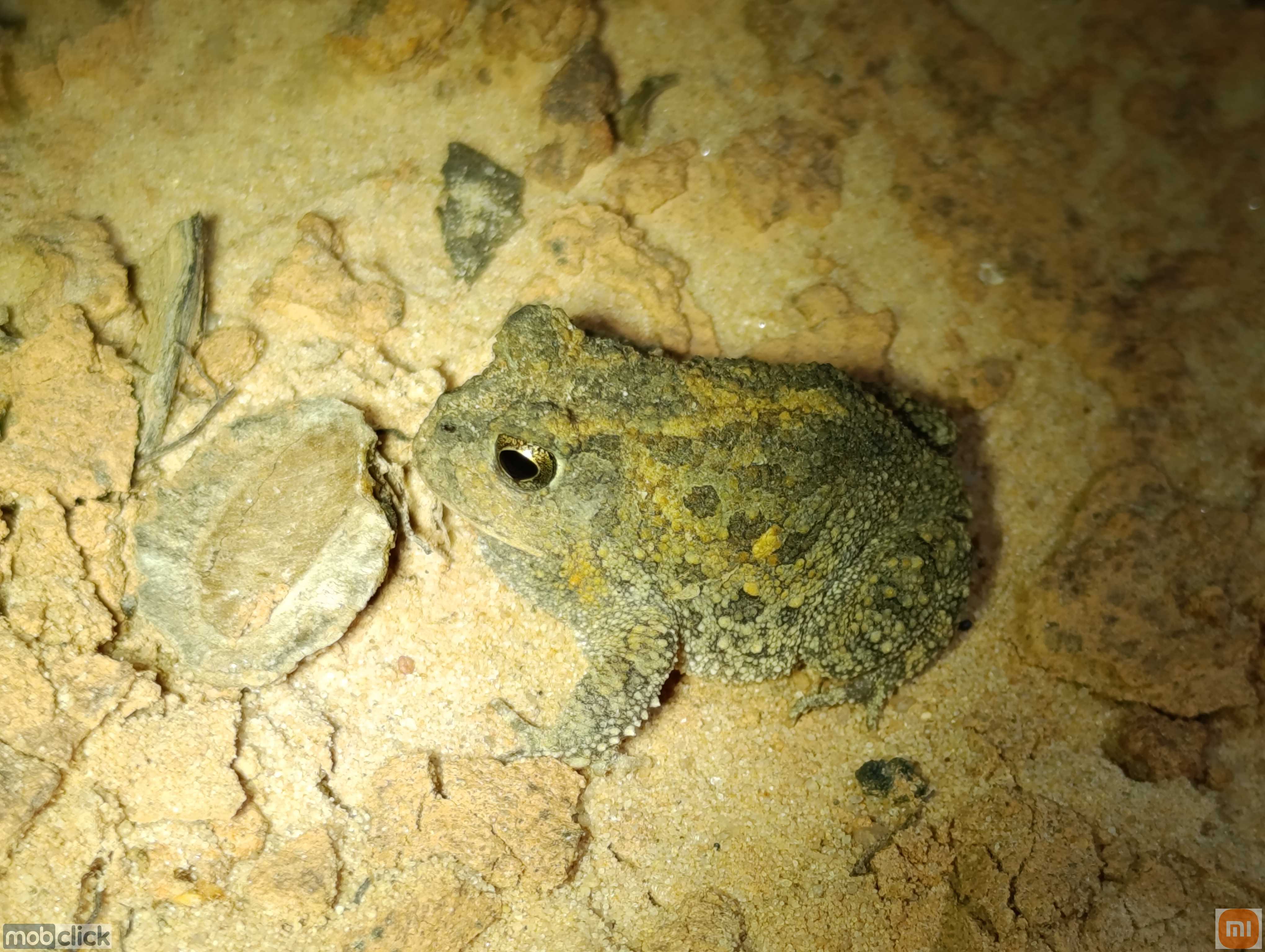 Proceratophrys vielliardi