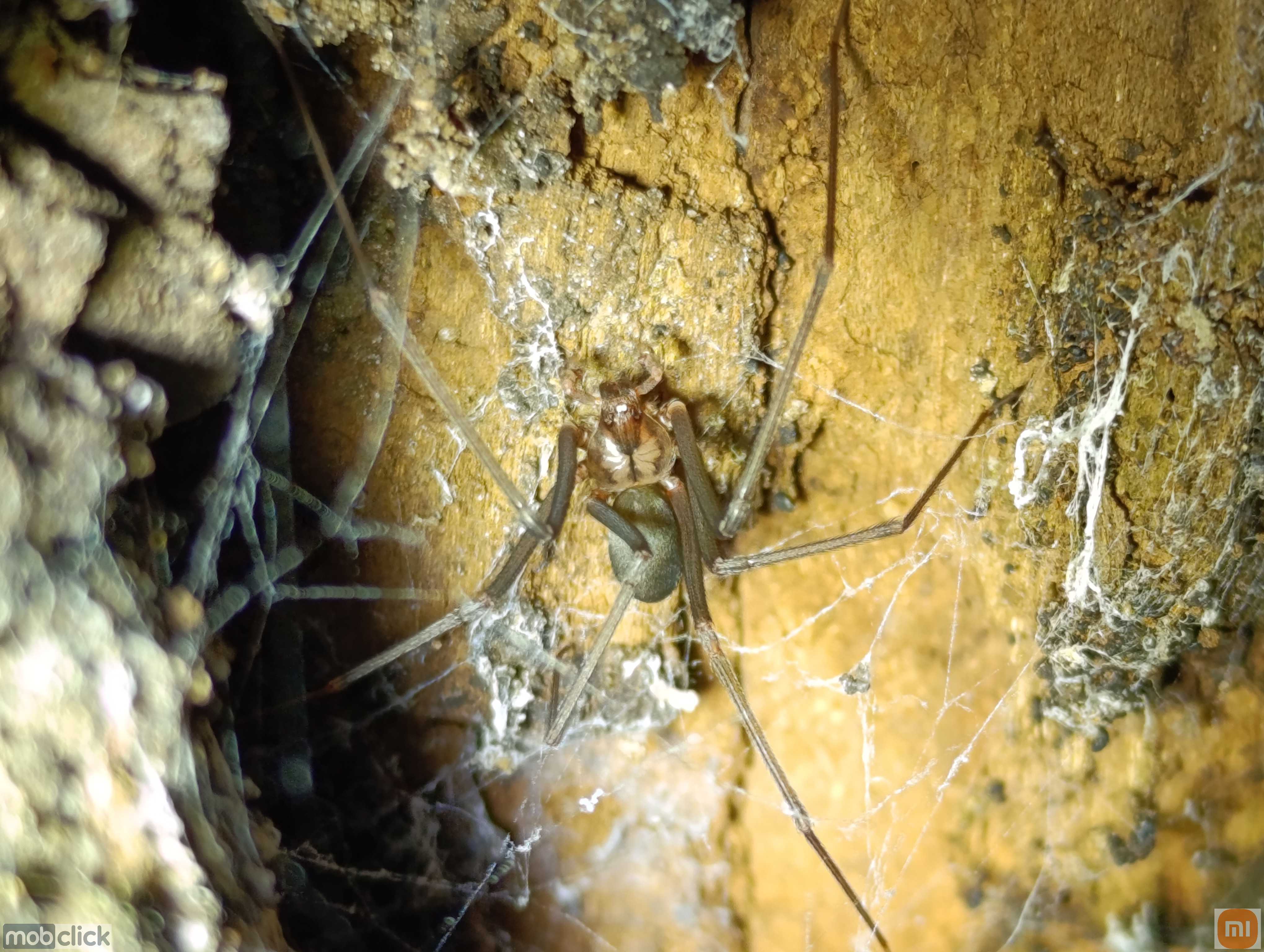 Aranha marrom