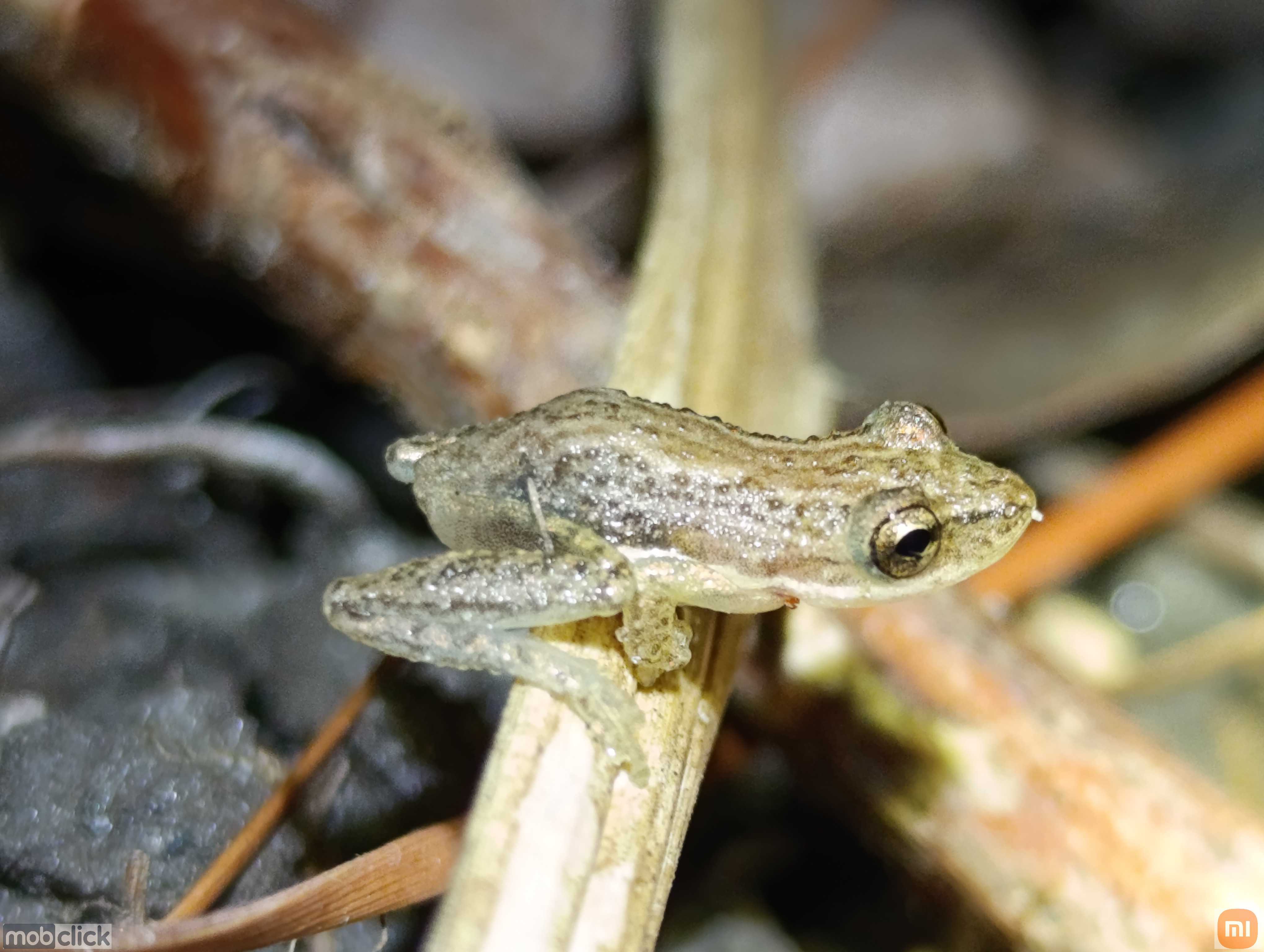 Scinax fuscomarginatus