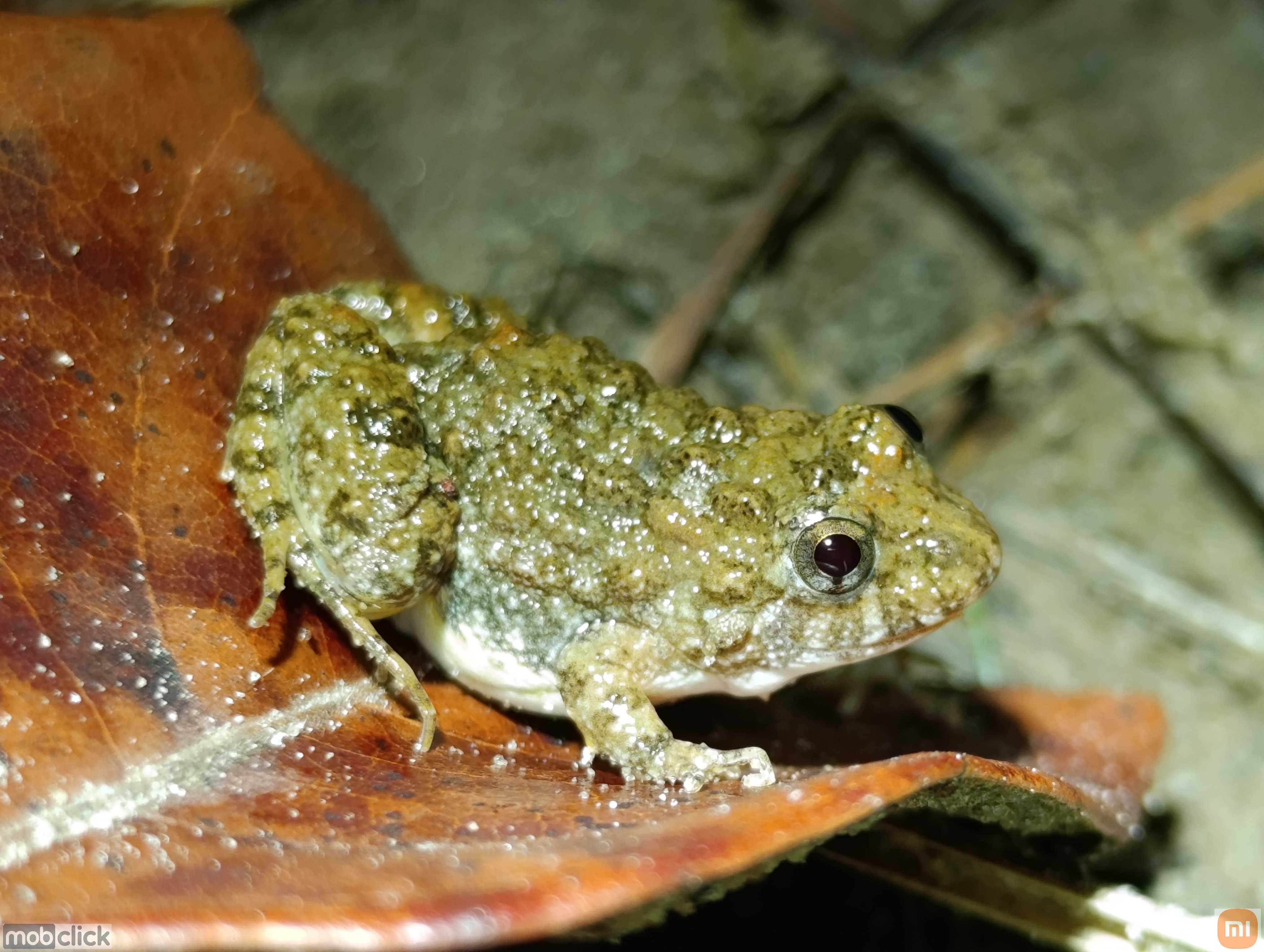 Anfíbios do cerrado