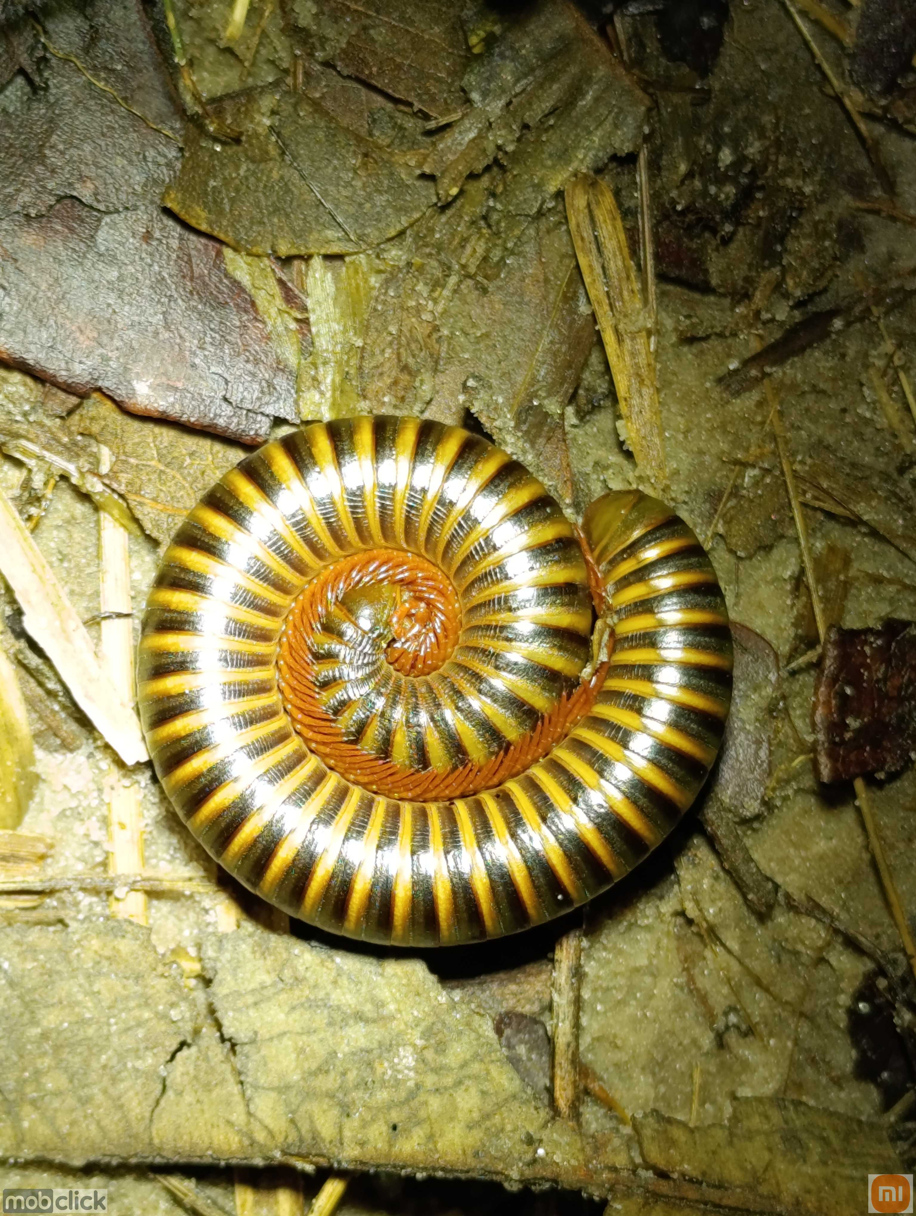 Piolho de cobra