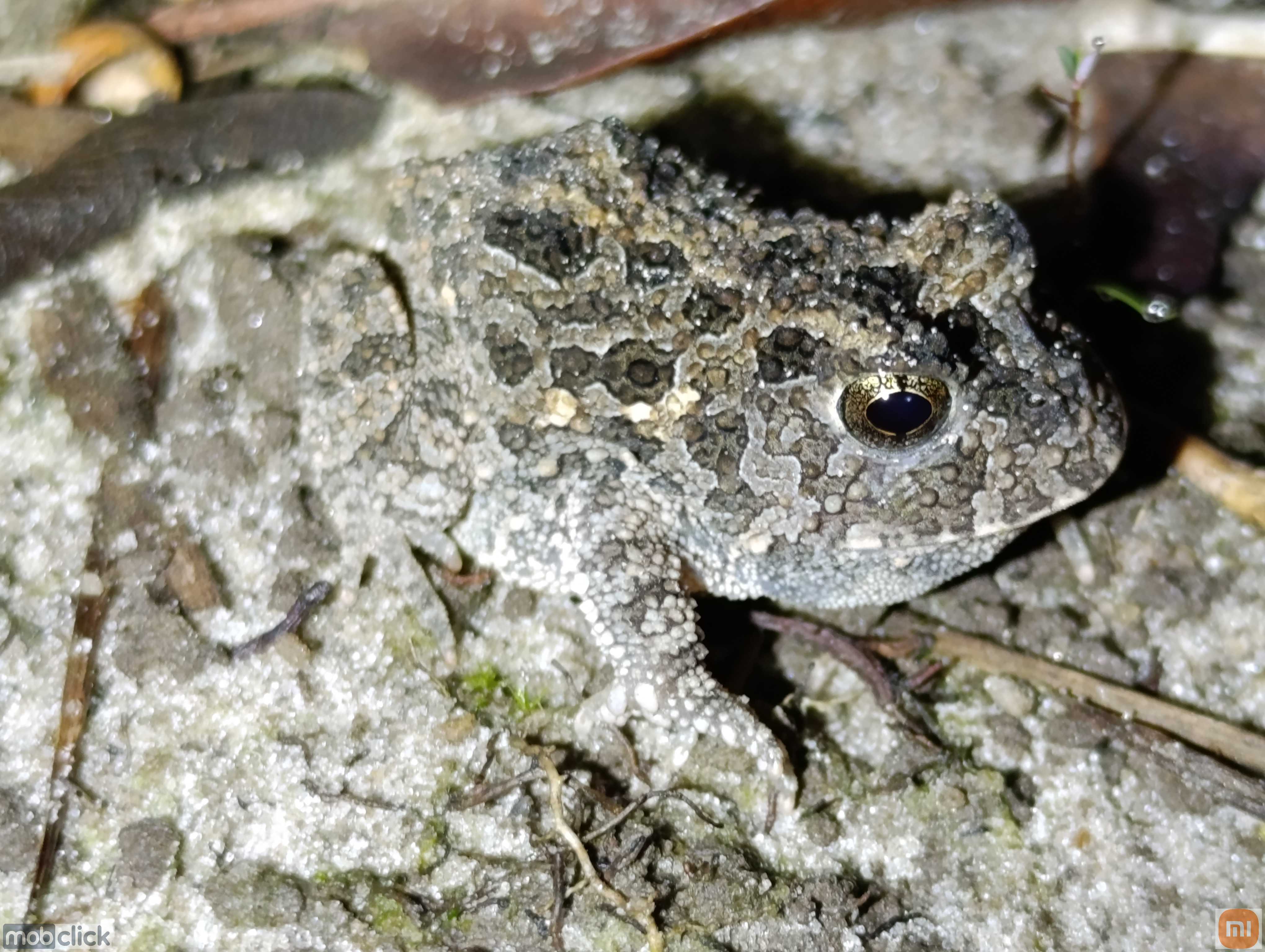Proceratophrys dibernardoi - sapos de chifre