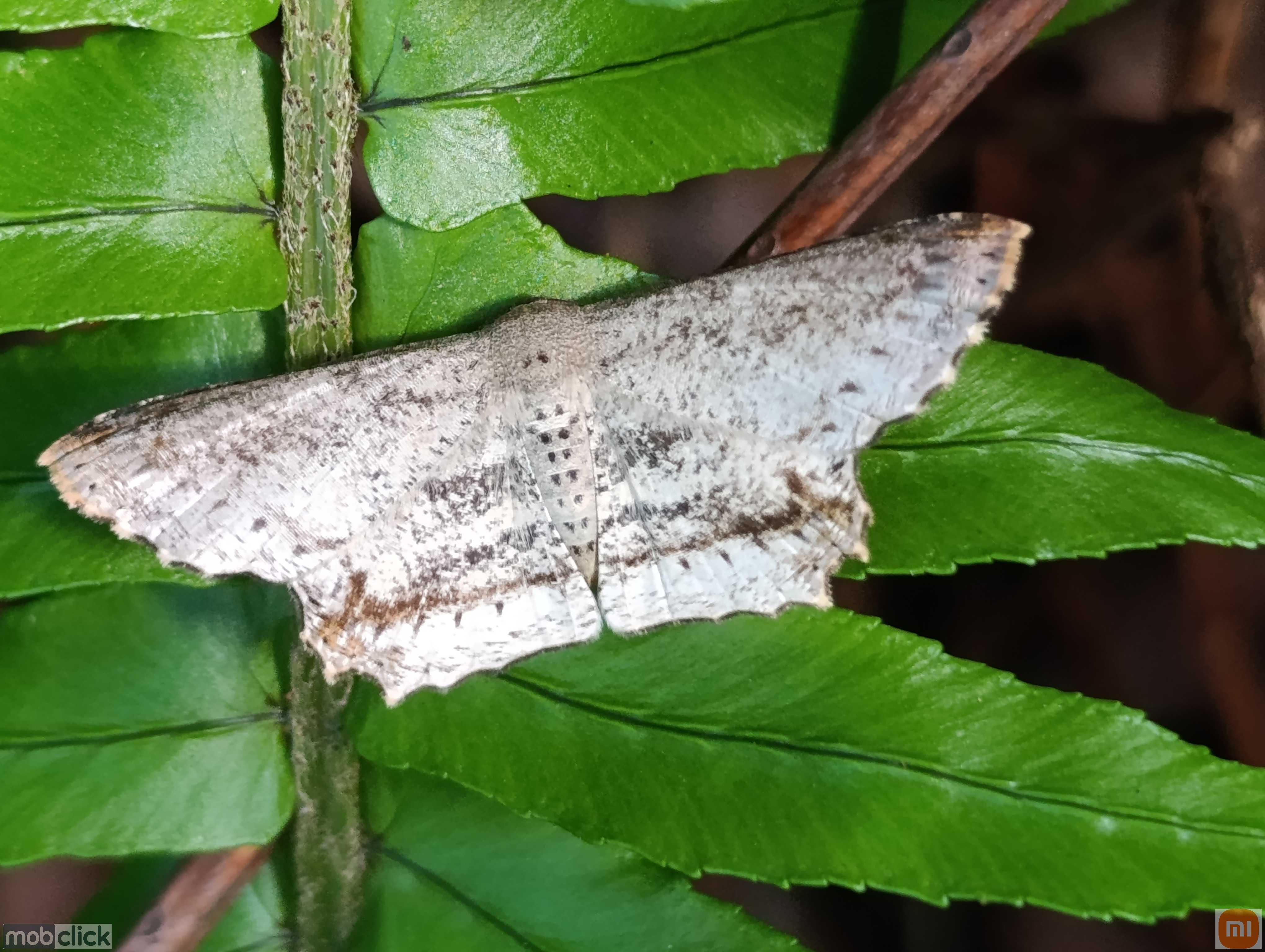 Mariposas do cerrado