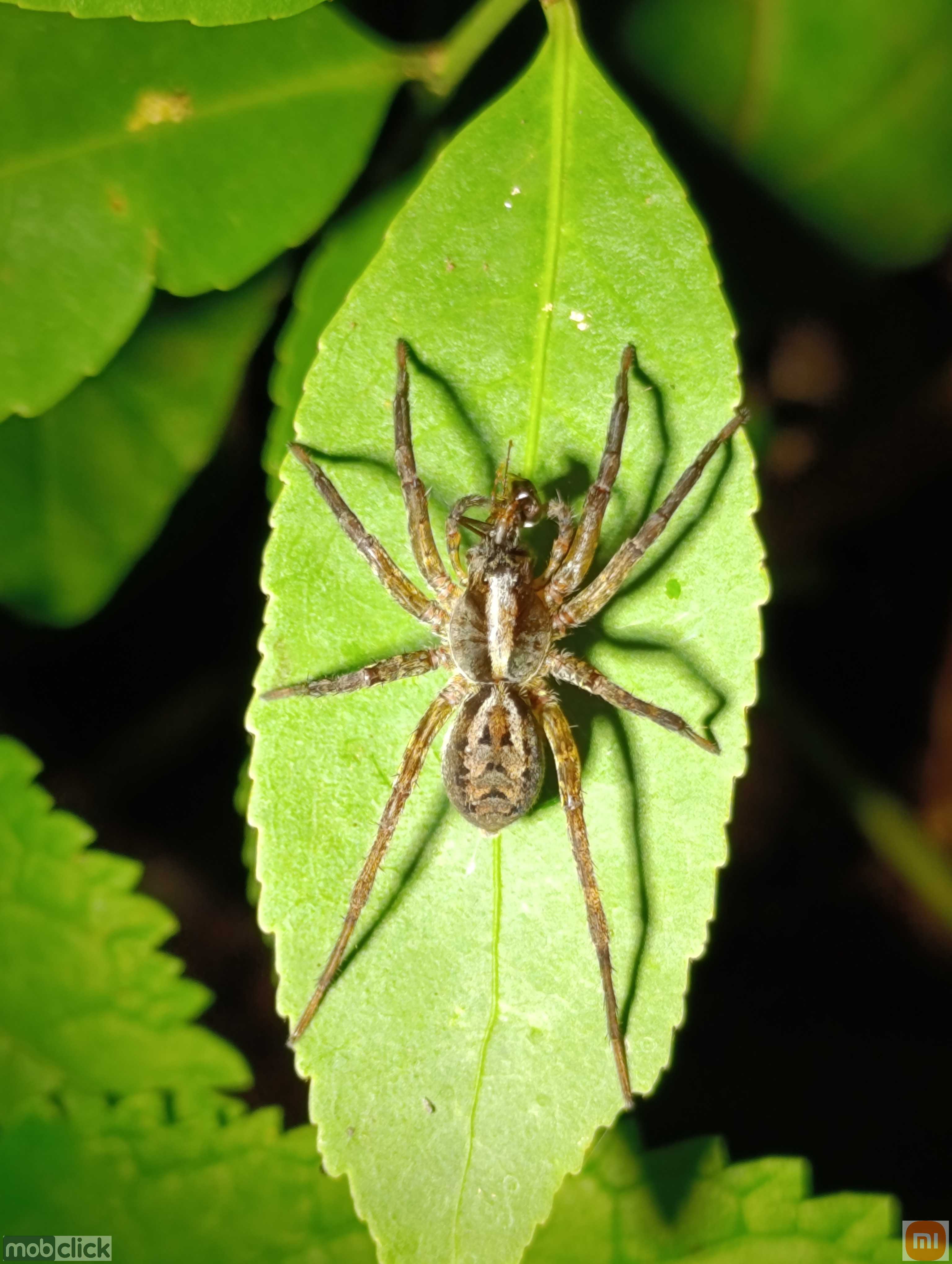 Aranhas lobo