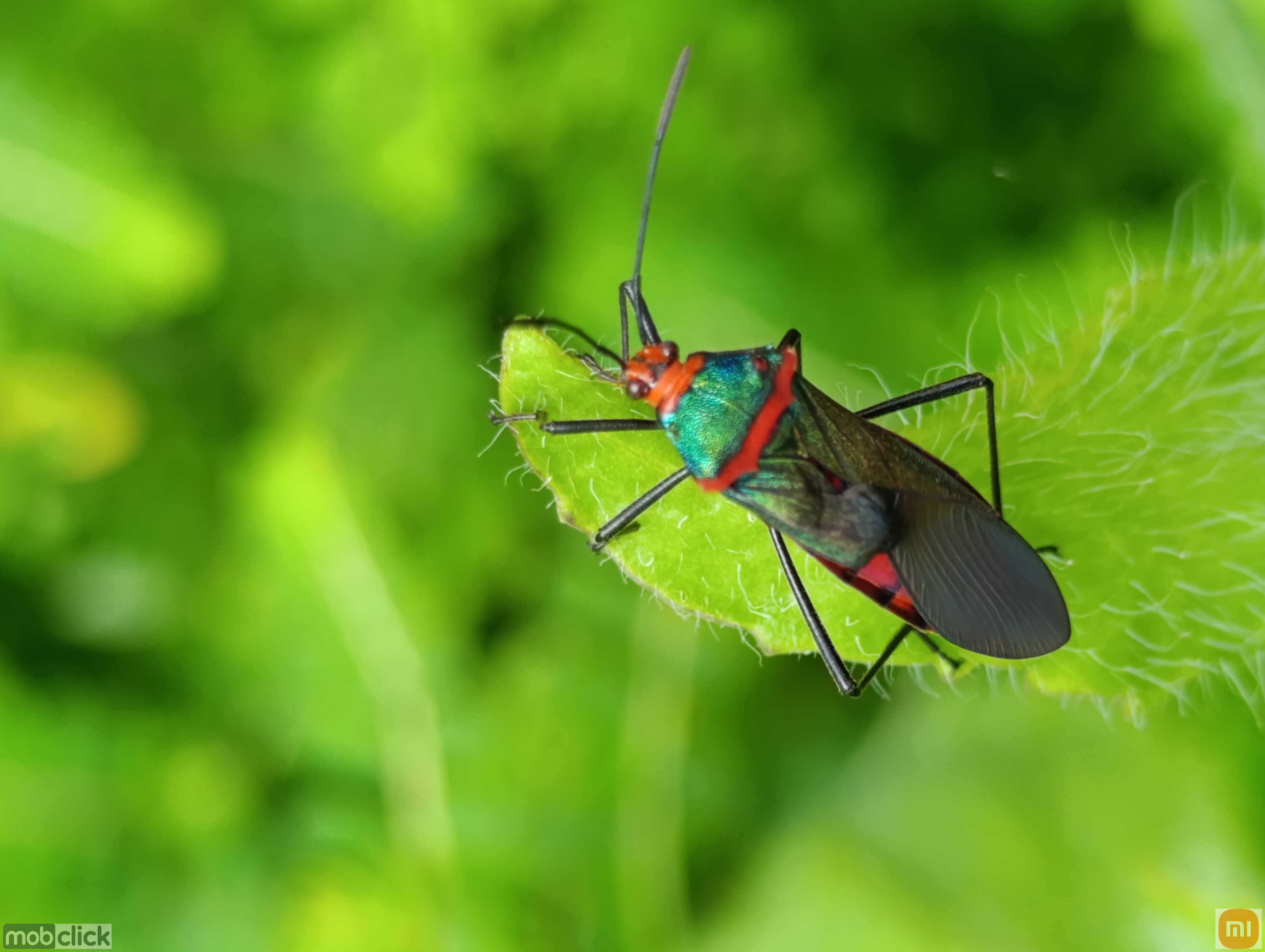 Percevejos coloridos