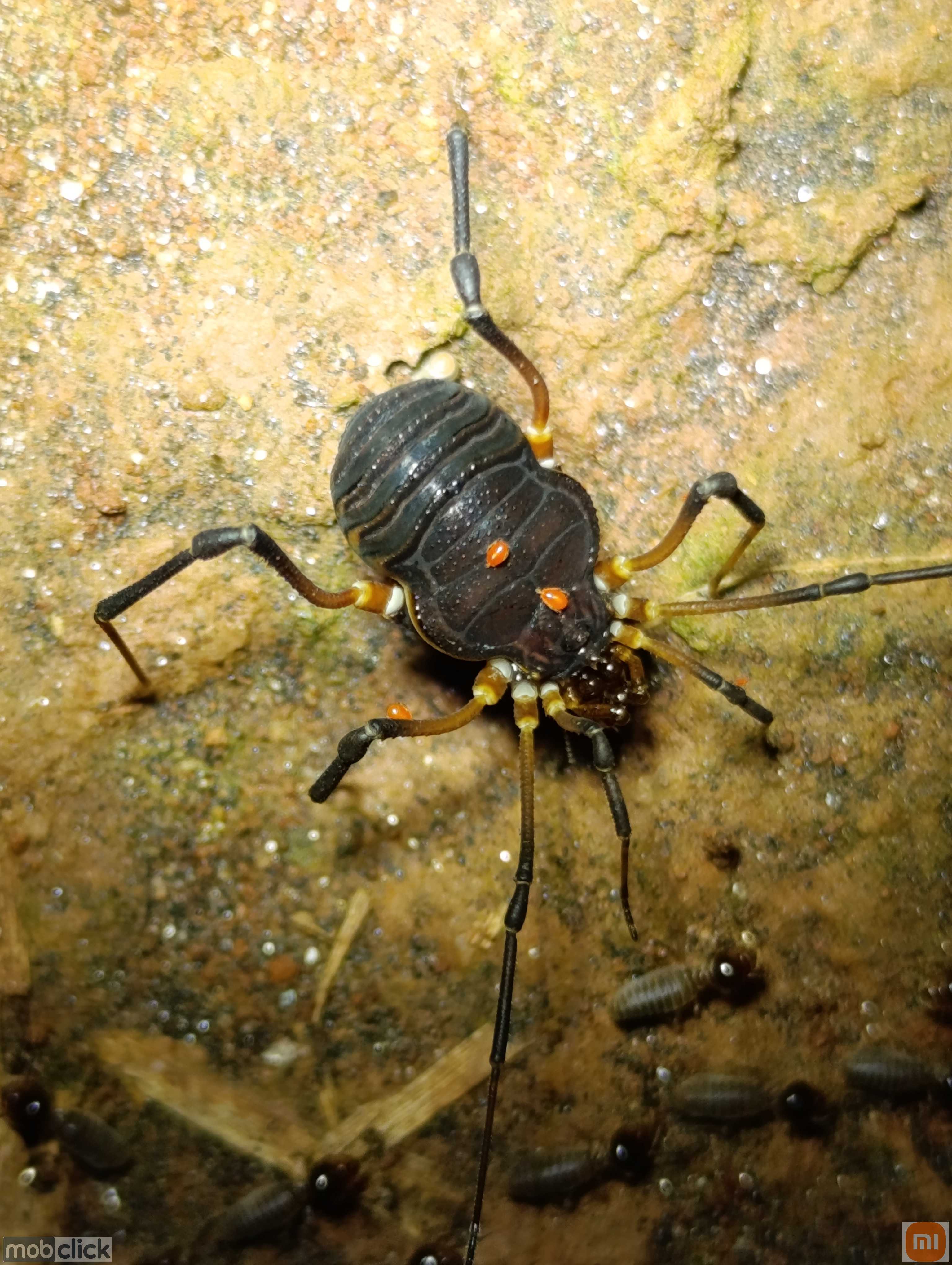 Aranhões