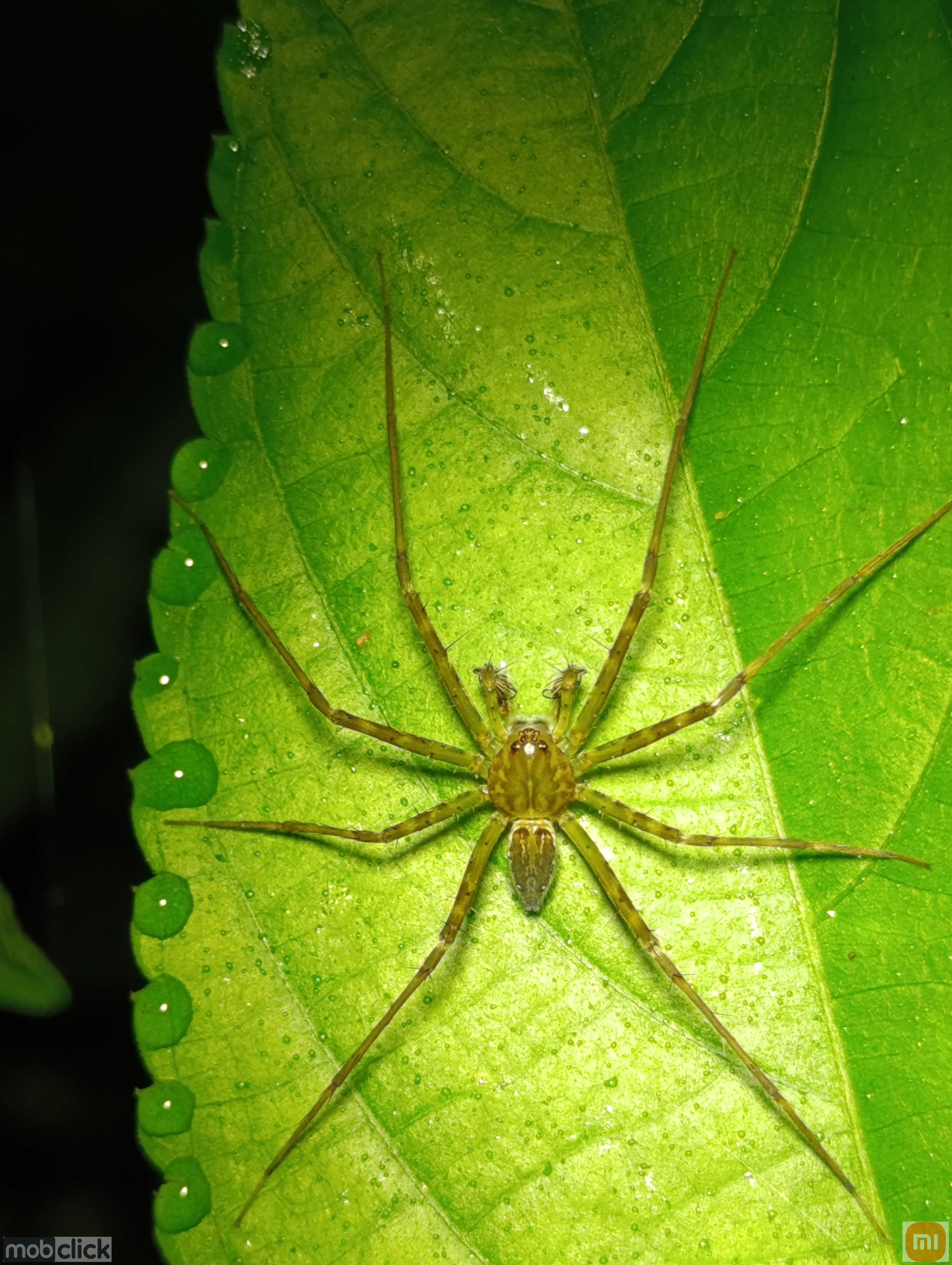 Aranhas do cerrado