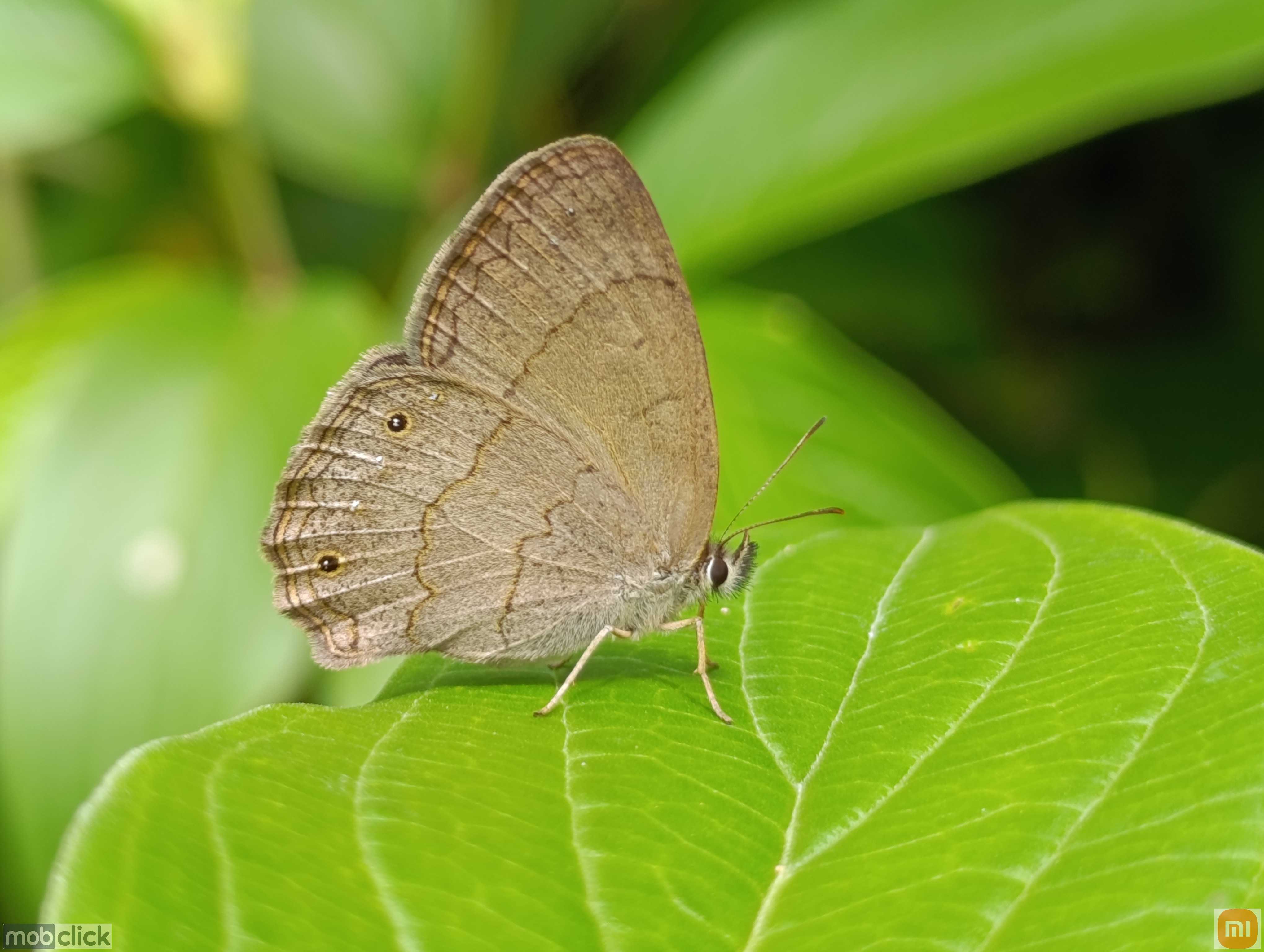 Borboletas do cerrado